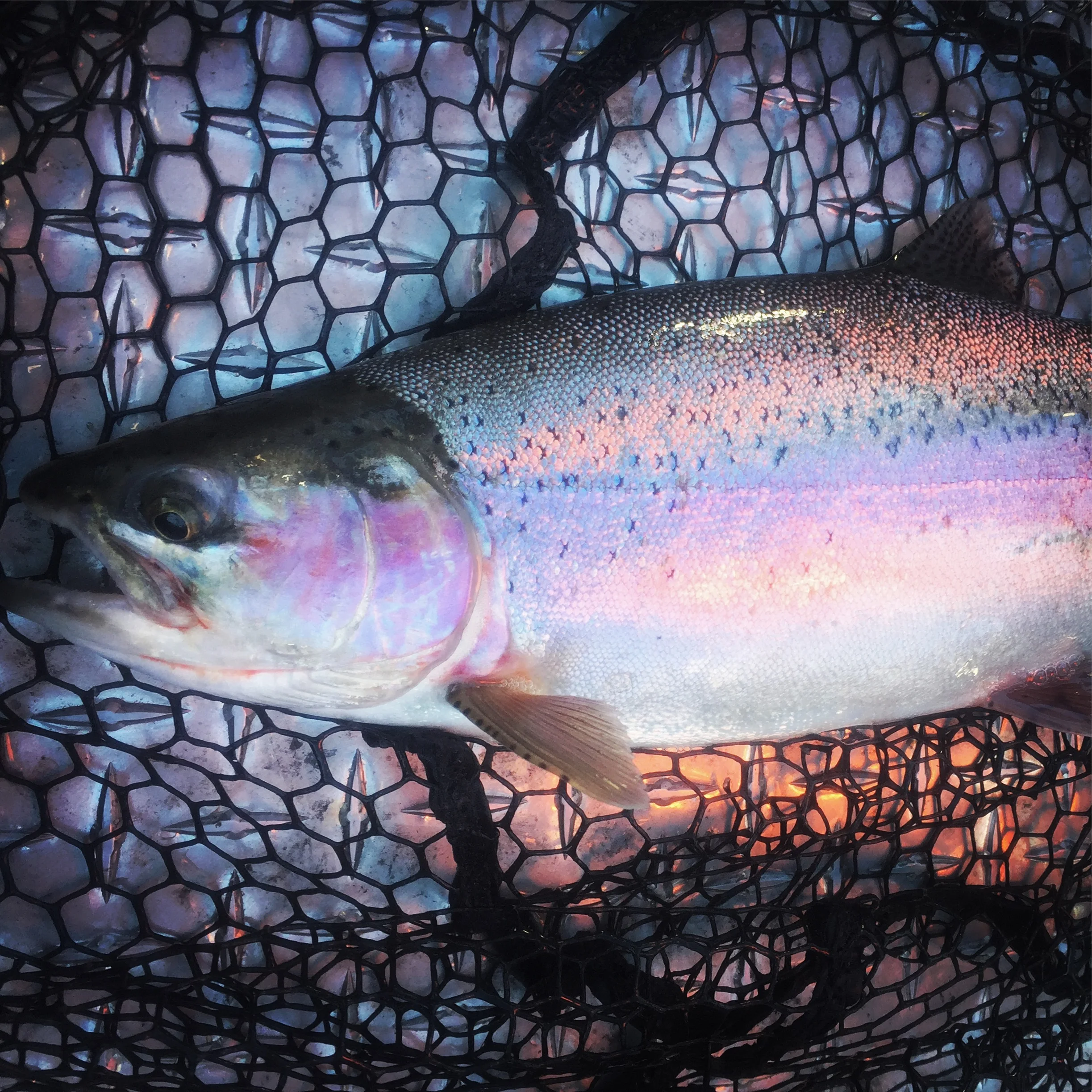 Sacramento River fishing closure, good or bad?