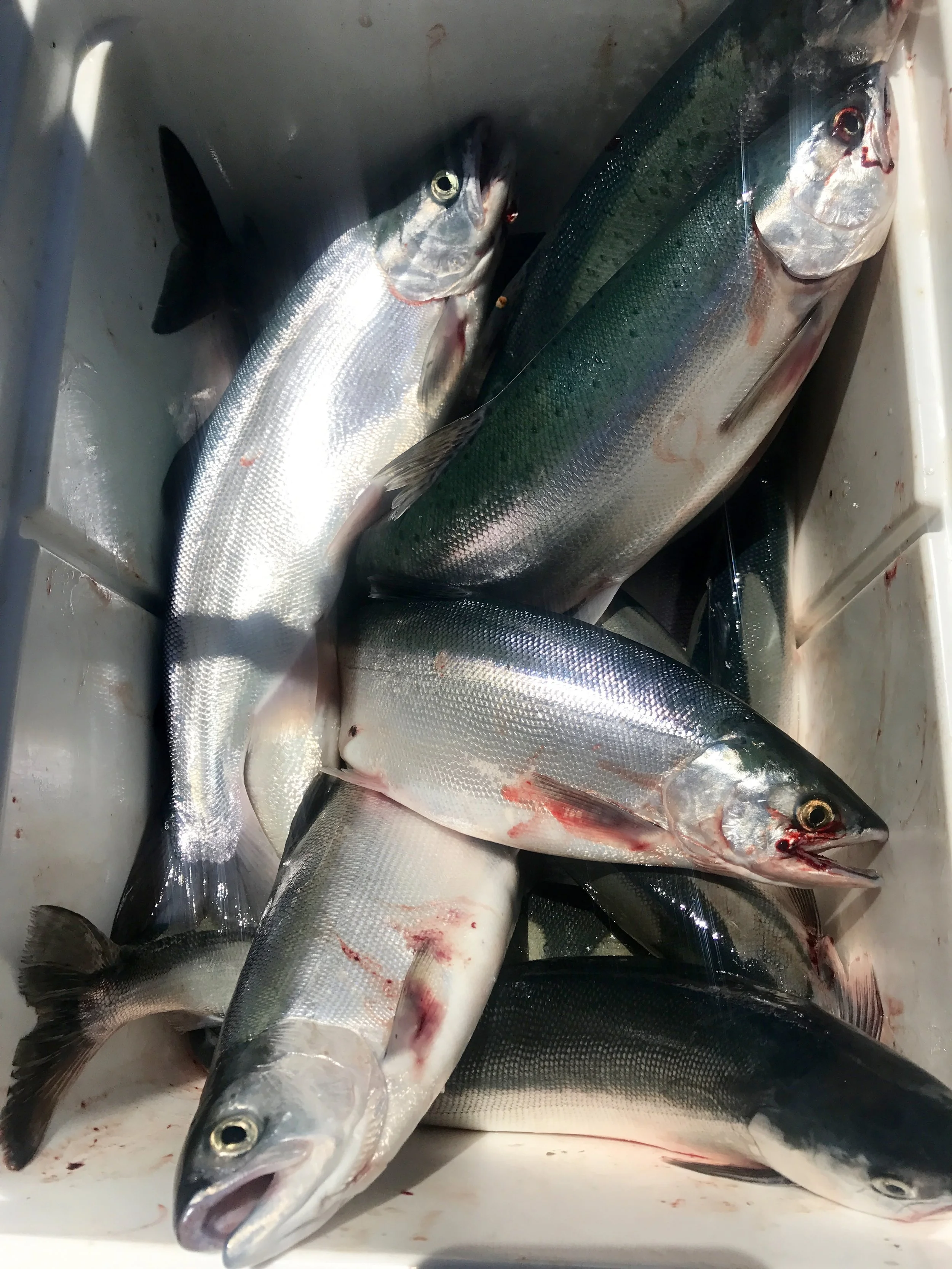 Whiskeytown Lake Kokanee fishing report 6/8