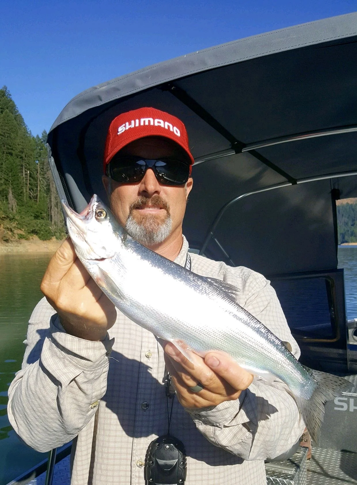 Trinity Lake Kokanee salmon