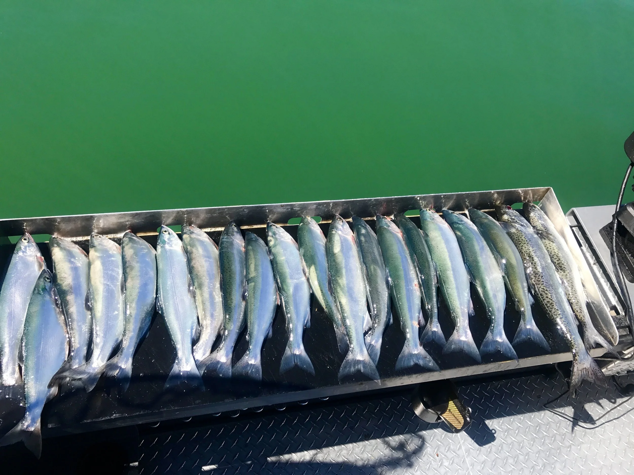 Two generous limits of Trinity Lake salmon! 