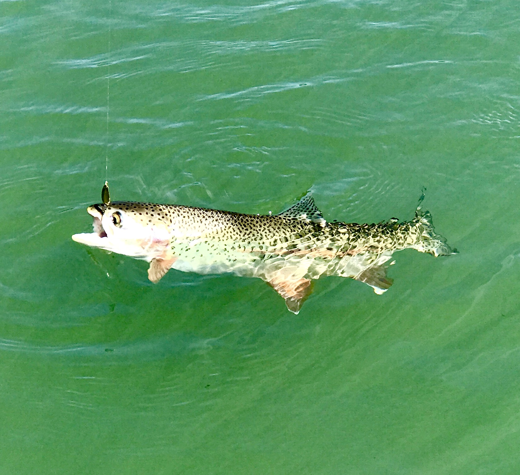 Wild Sacramento River rainbow trout...