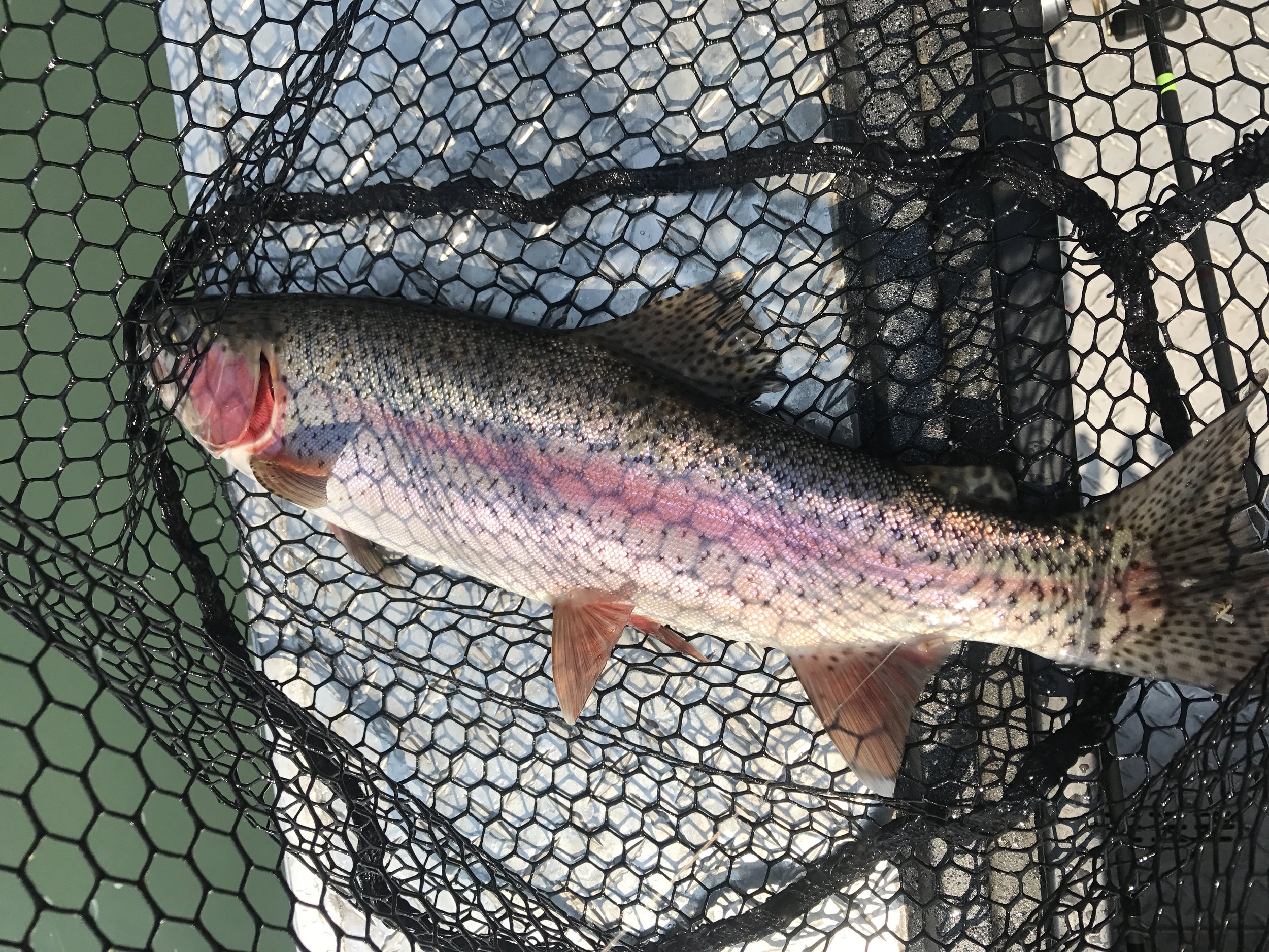 Big tails and torpedo shaped bodies help these fish fight hard, and boy do they!