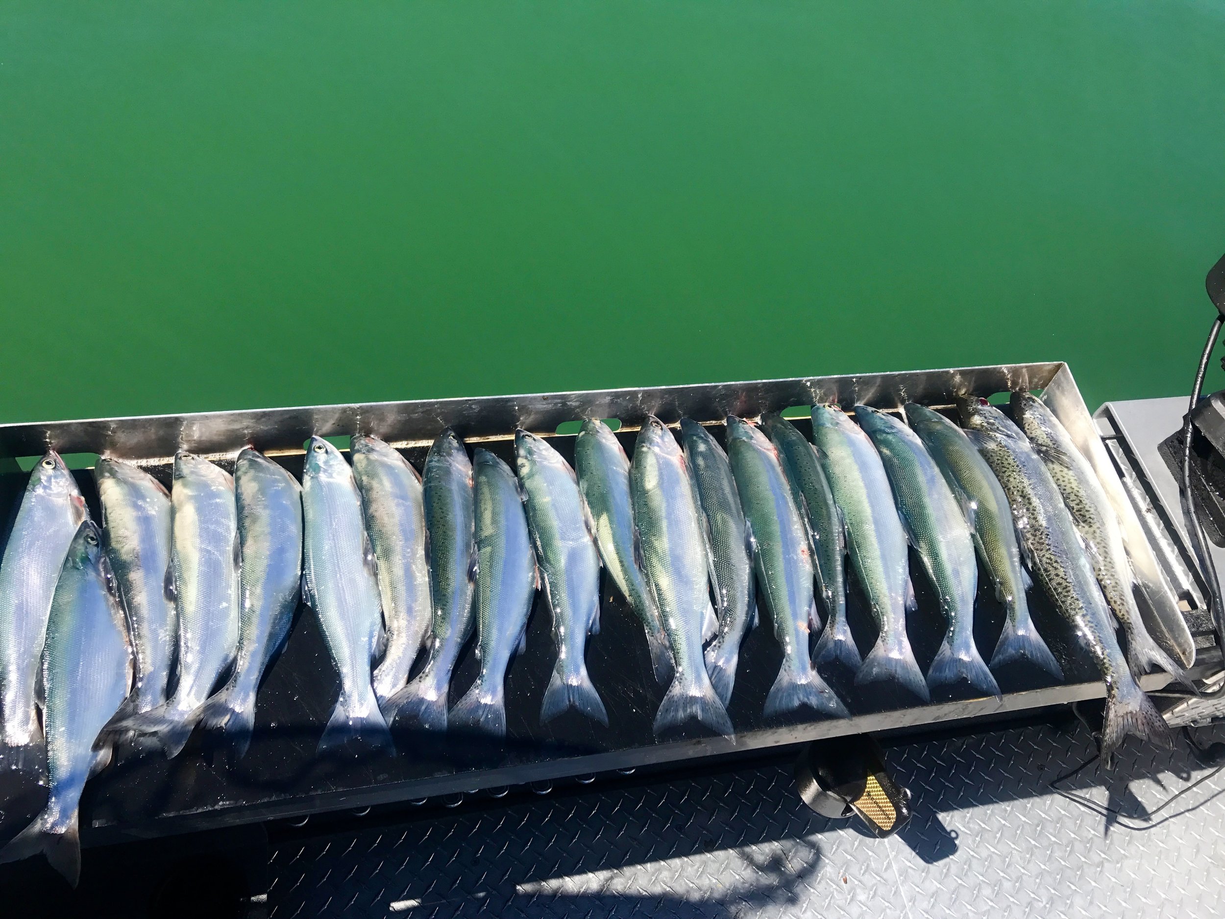 Guide tips for Whiskeytown Kokanee. 
