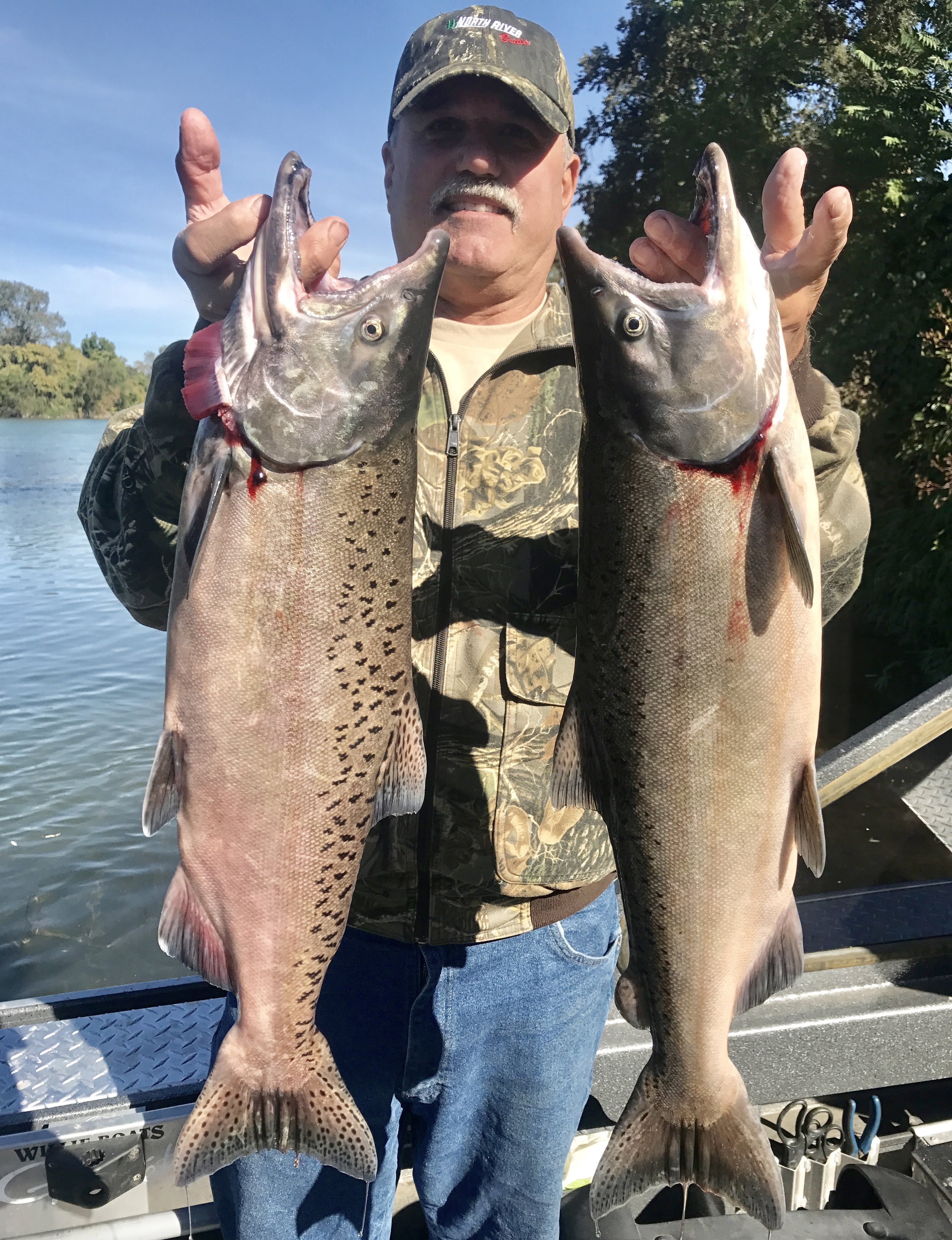 These jack salmon were caught on back to back drifts on the Sacramento River this week!
