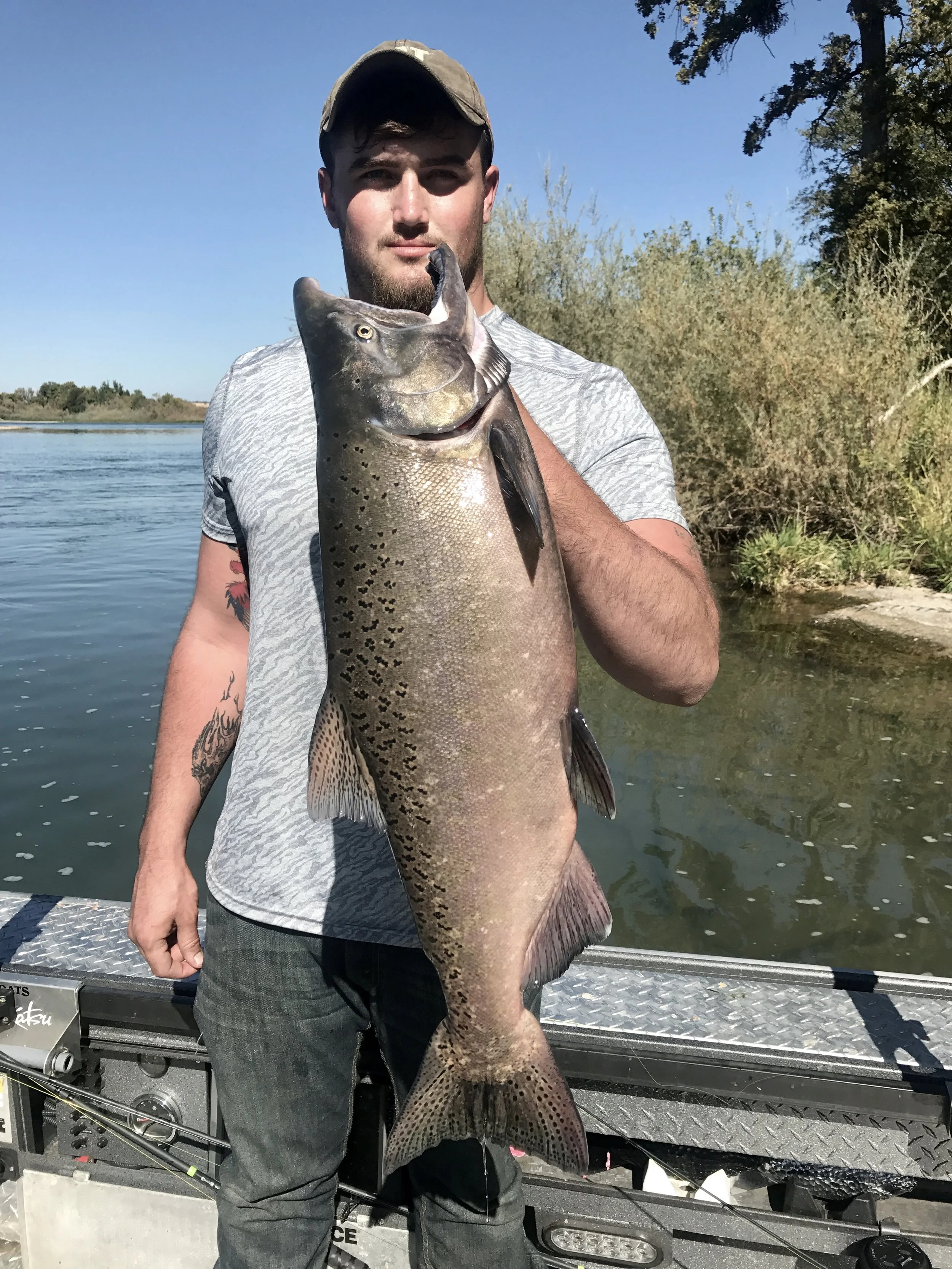 Some of the Sacramento River Kings are still in great shape and their meat quality is very good for this time of the year.