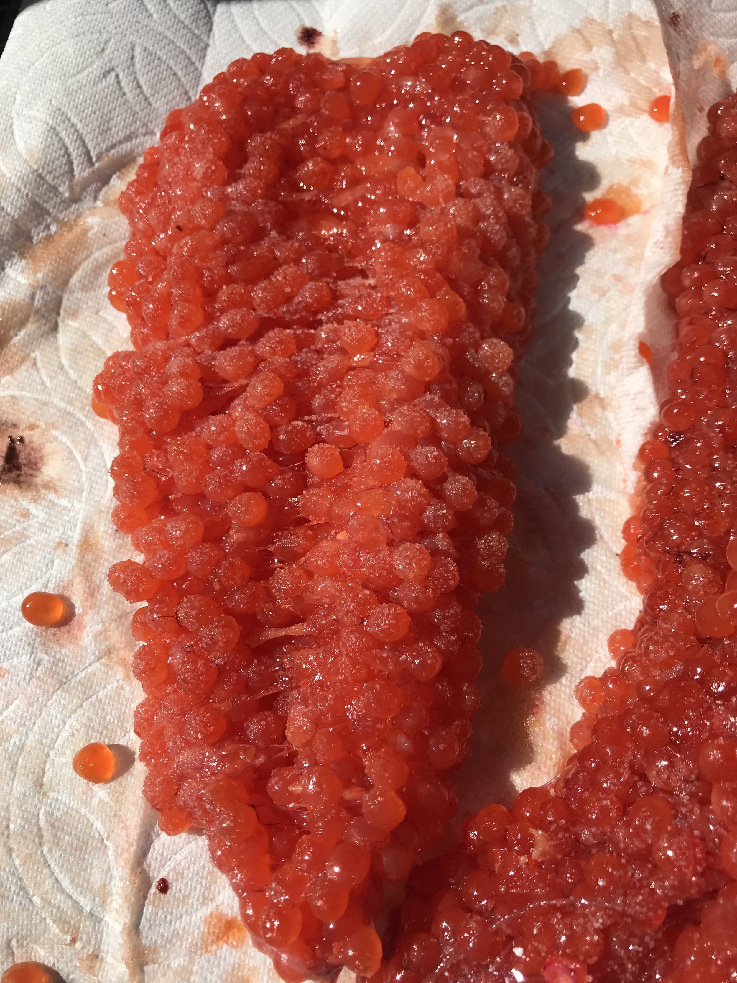 Curing Salmon Roe – Gone Fishing Northwest