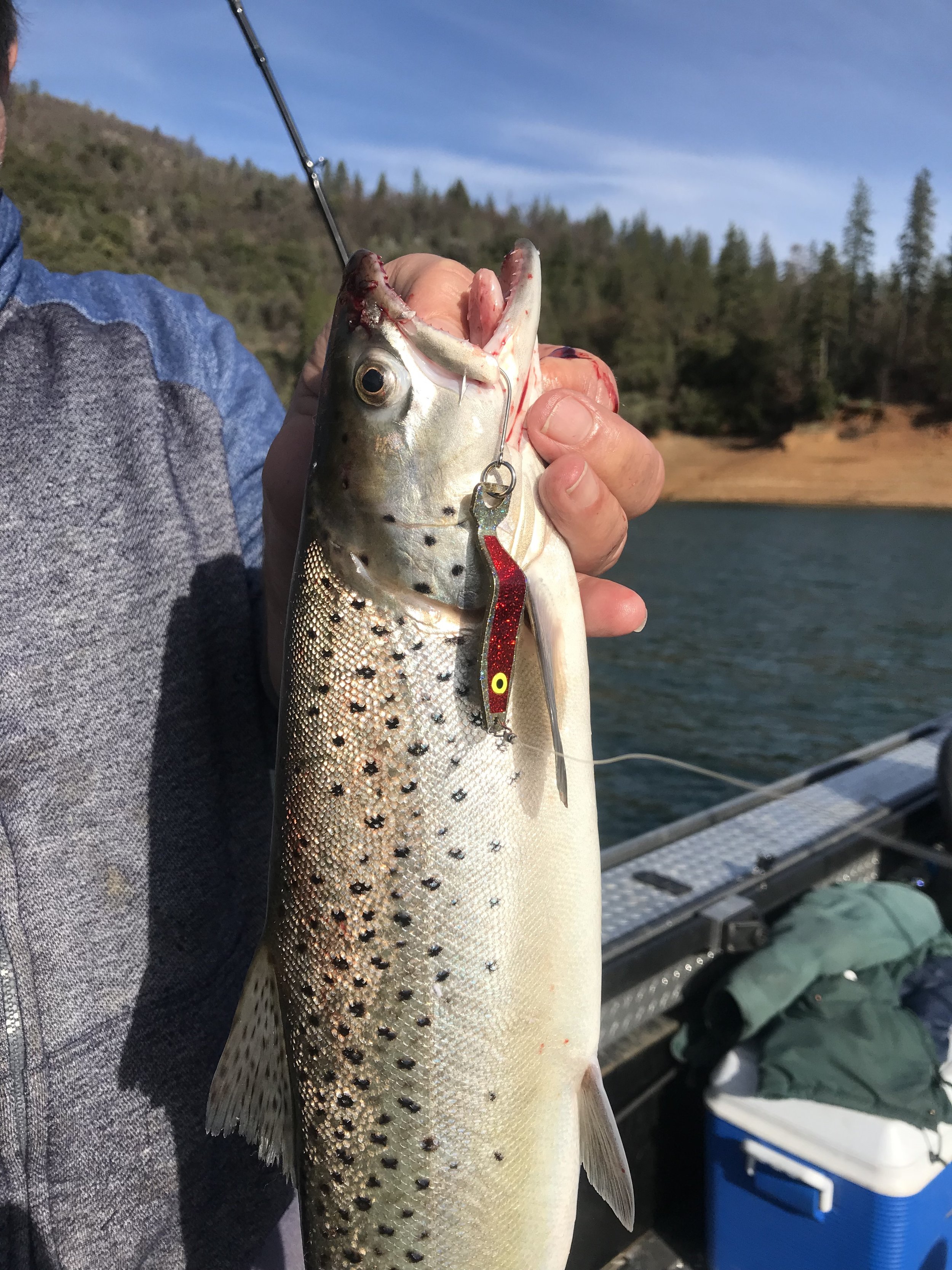 Shasta Lake winter trout bite continues. — Jeff Goodwin Fishing