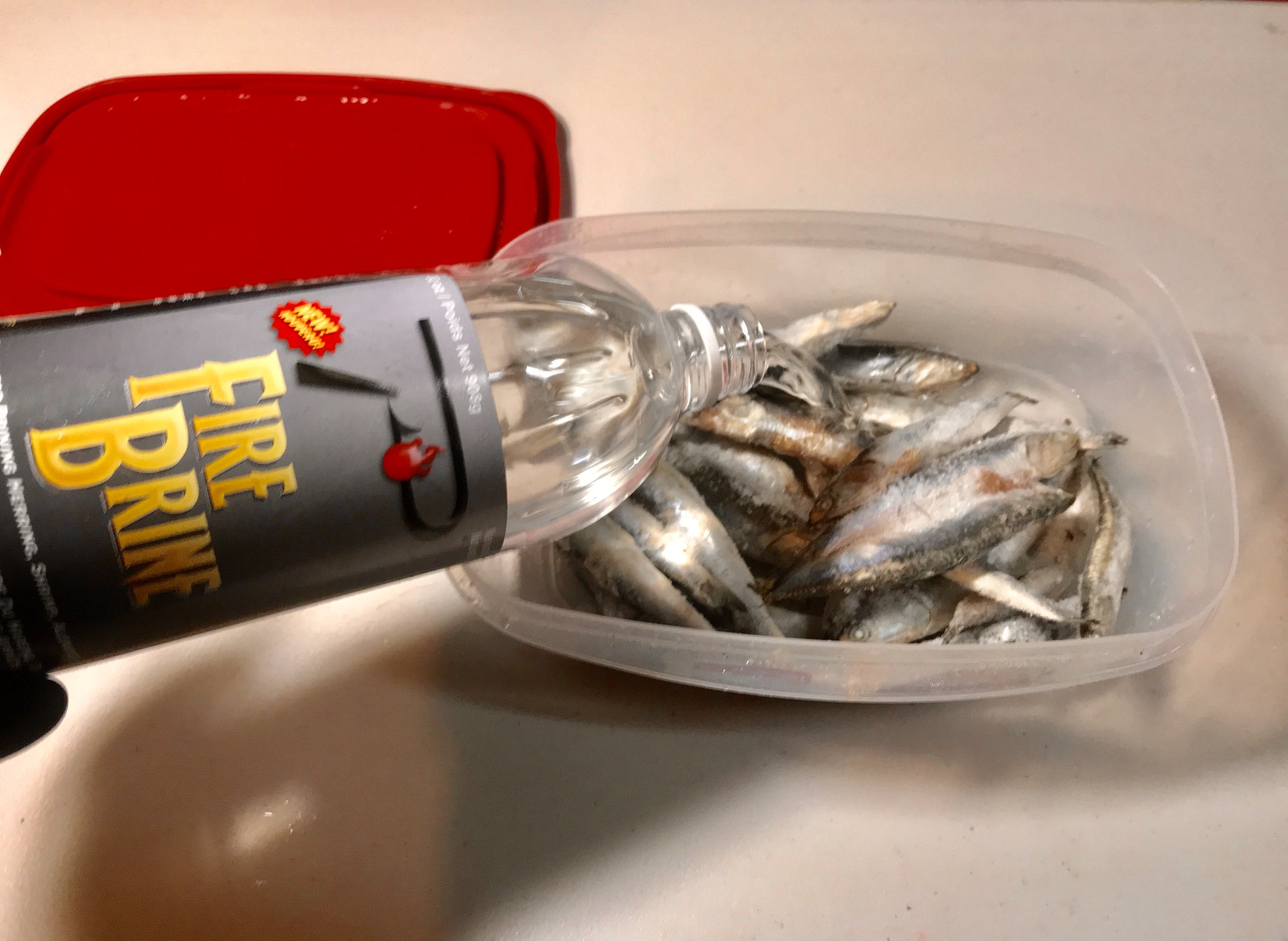 Brining bait for Shasta Lake salmon and trout. — Jeff Goodwin Fishing