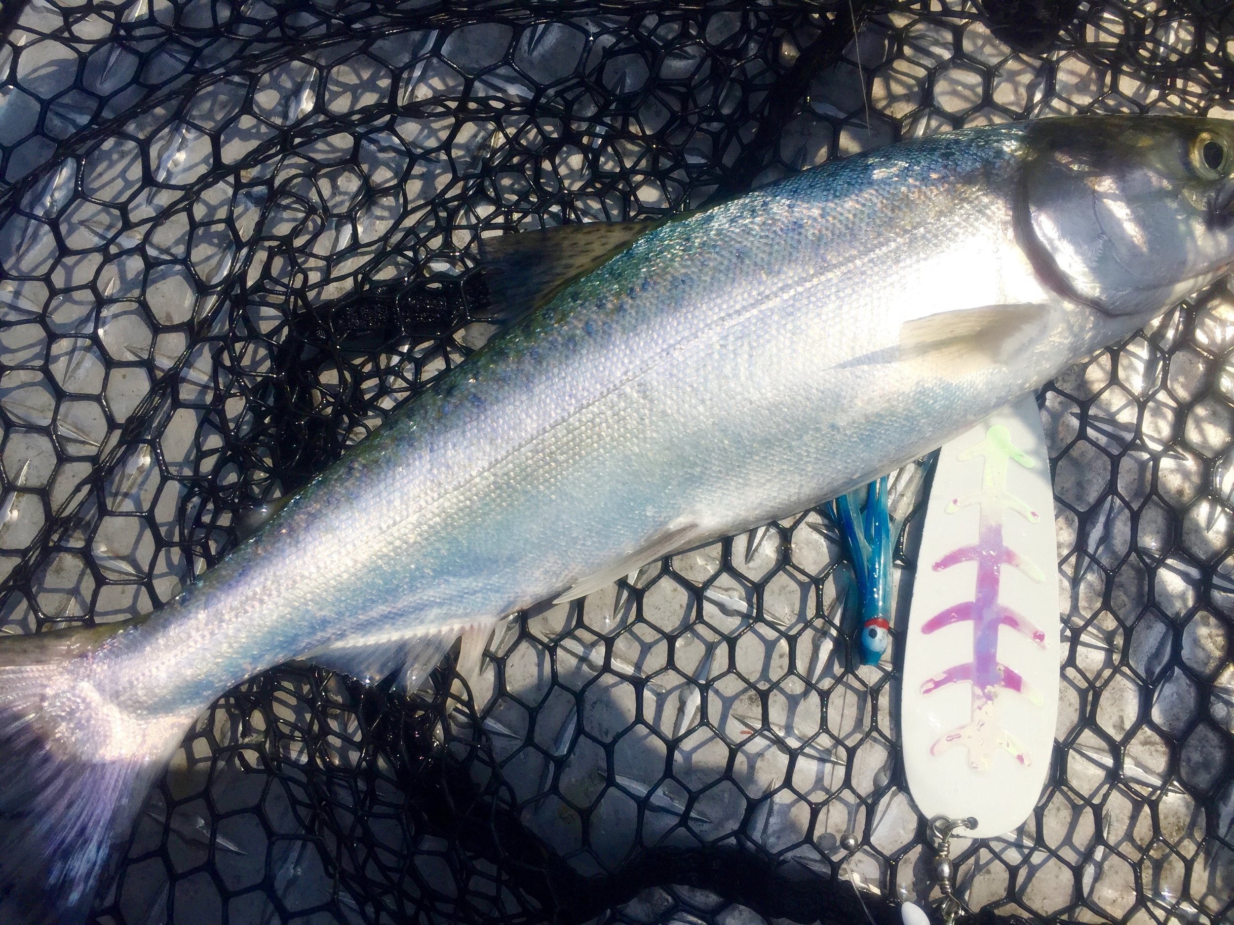 Shasta Lake King caught with a squid skirt and a chunk of anchovy.