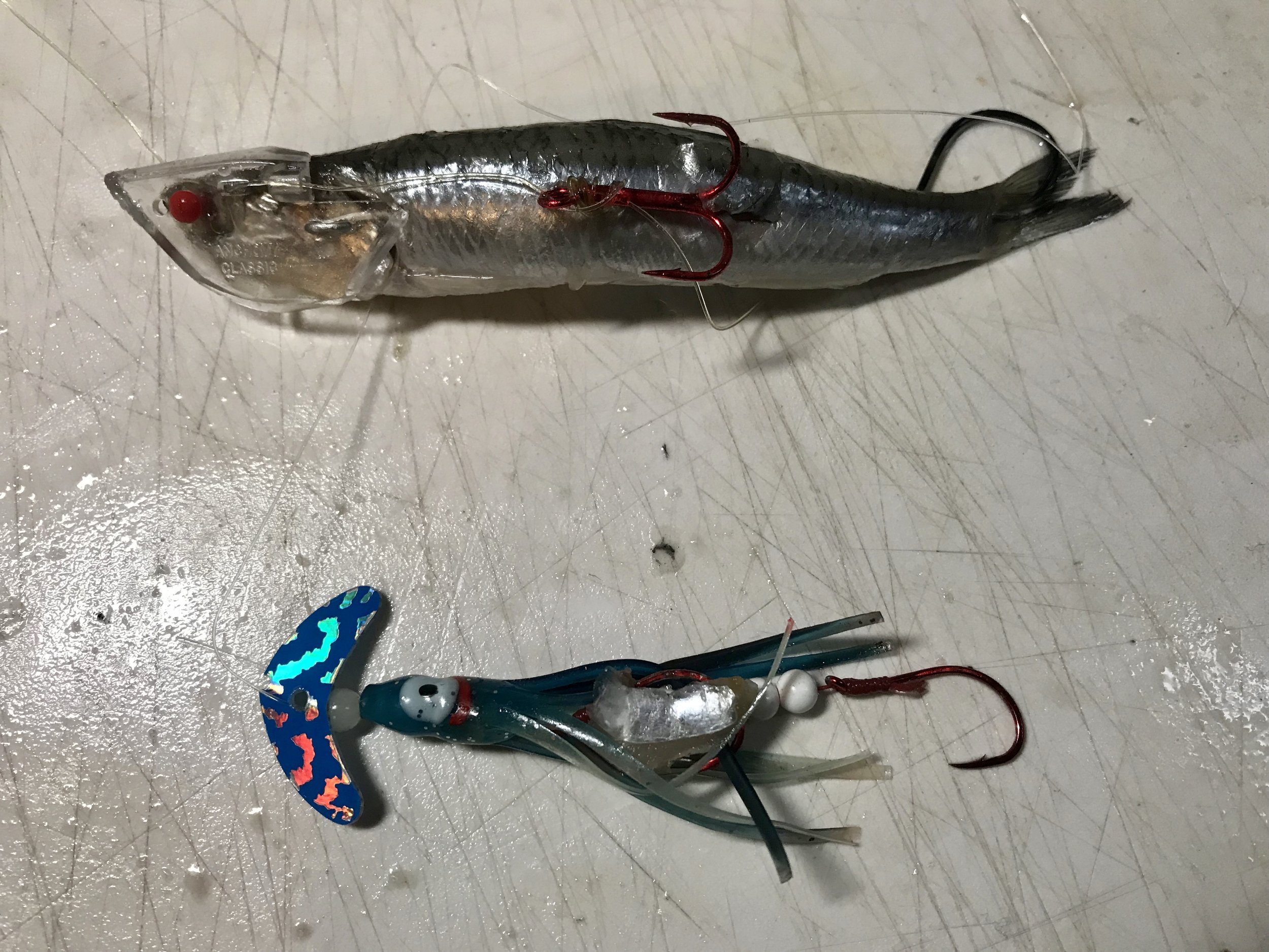 Go catch some Shasta Lake salmon and trout!
