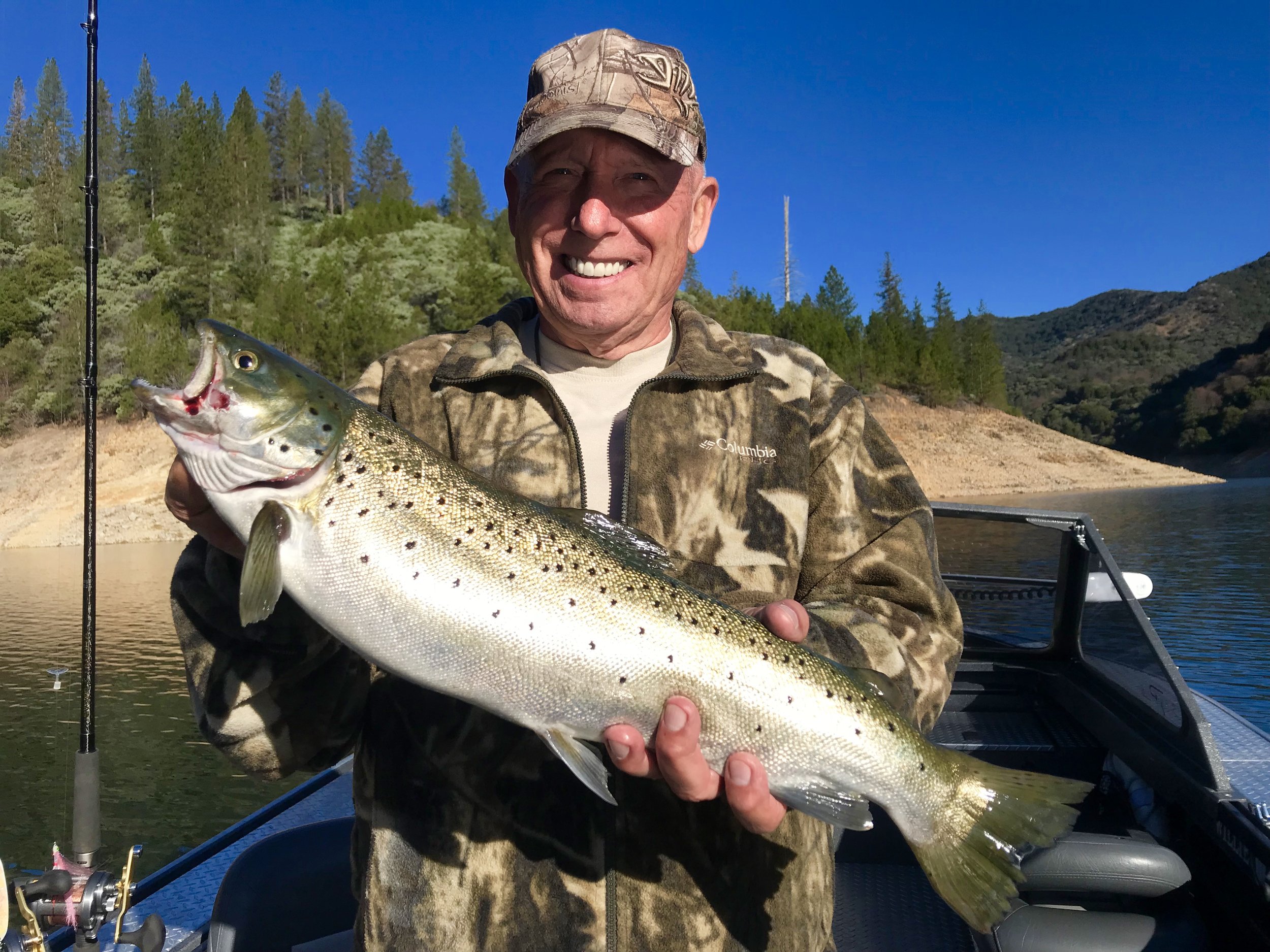 Beautiful brown caught this week trolling big spoons on Shasta Lake!