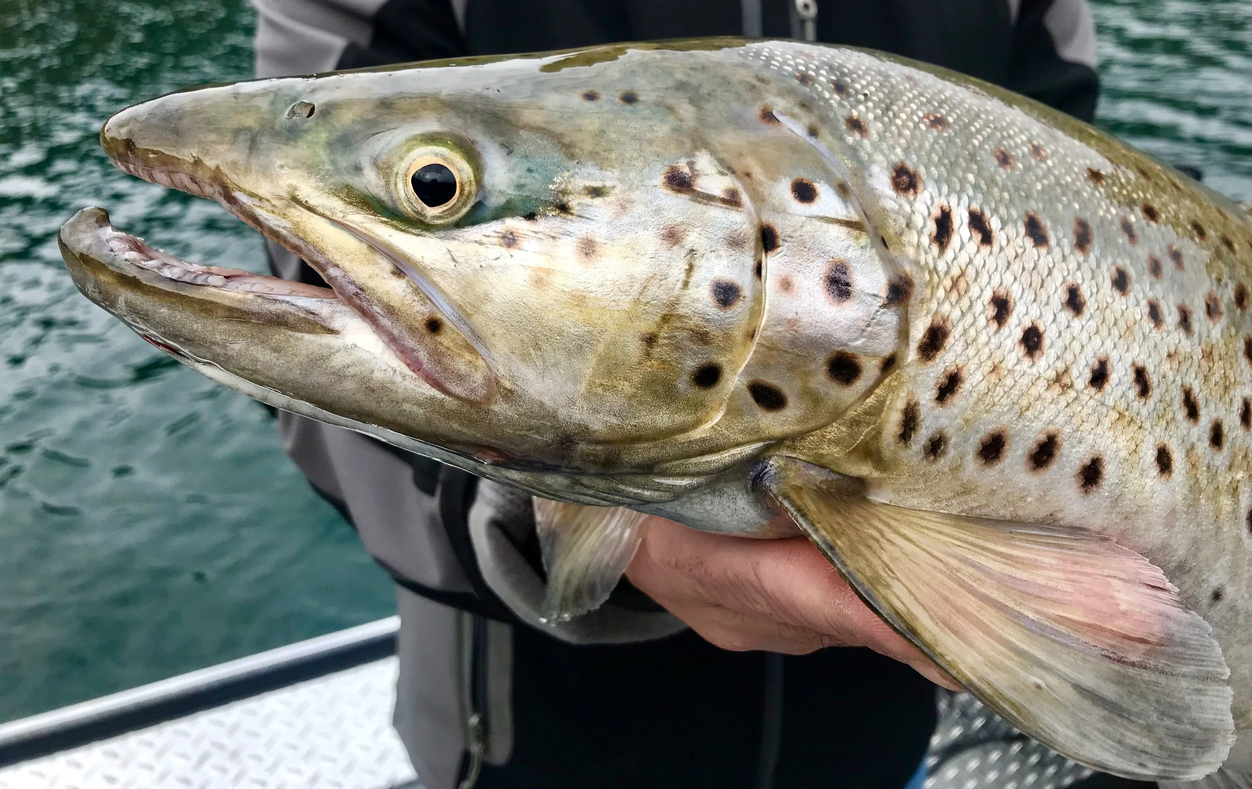 Shasta Lake trout fishing is very good!