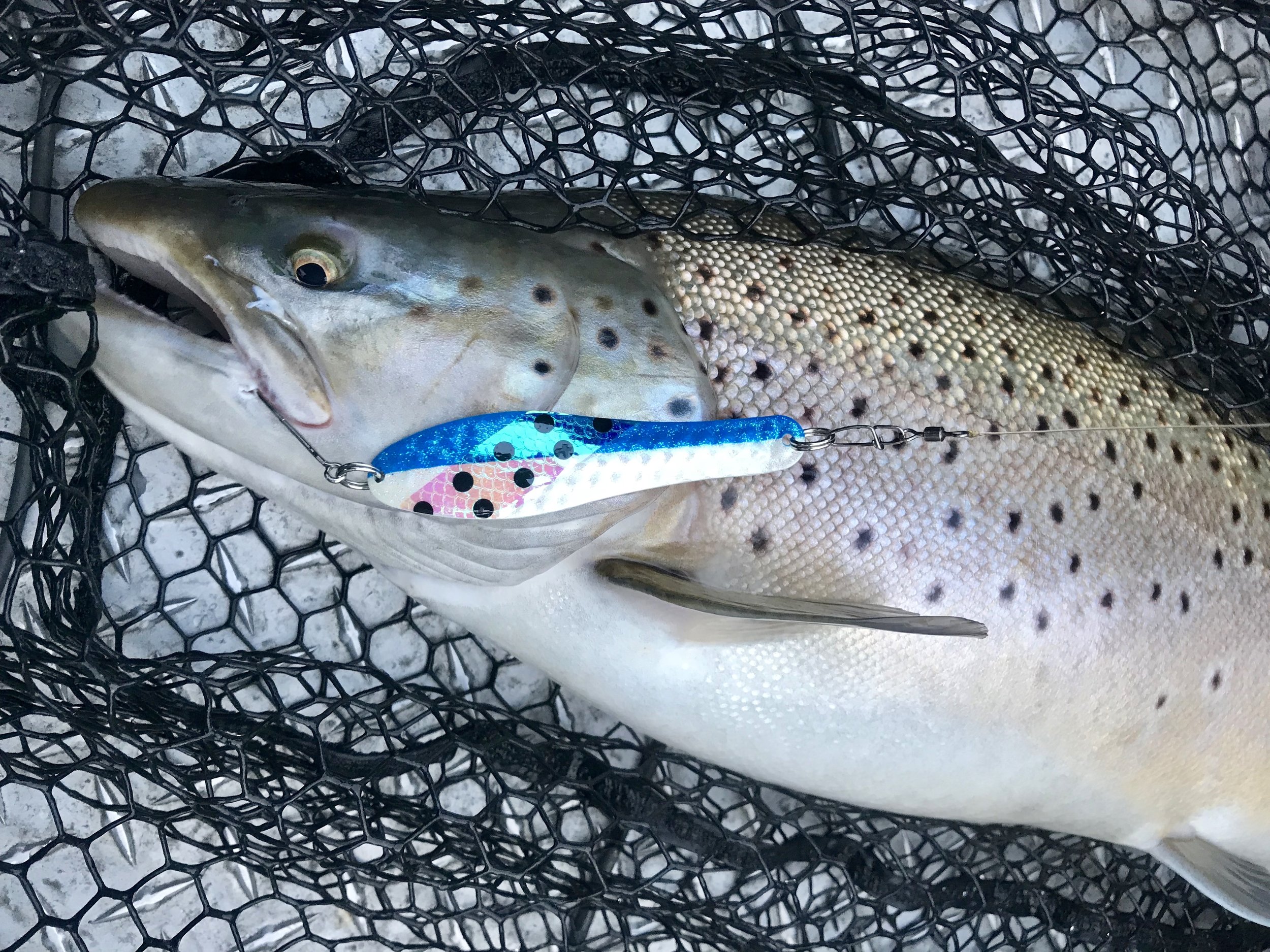 10.5 pound German brown trout caught with me by Mark Simons while trolling a #3 Optimizer spoon.