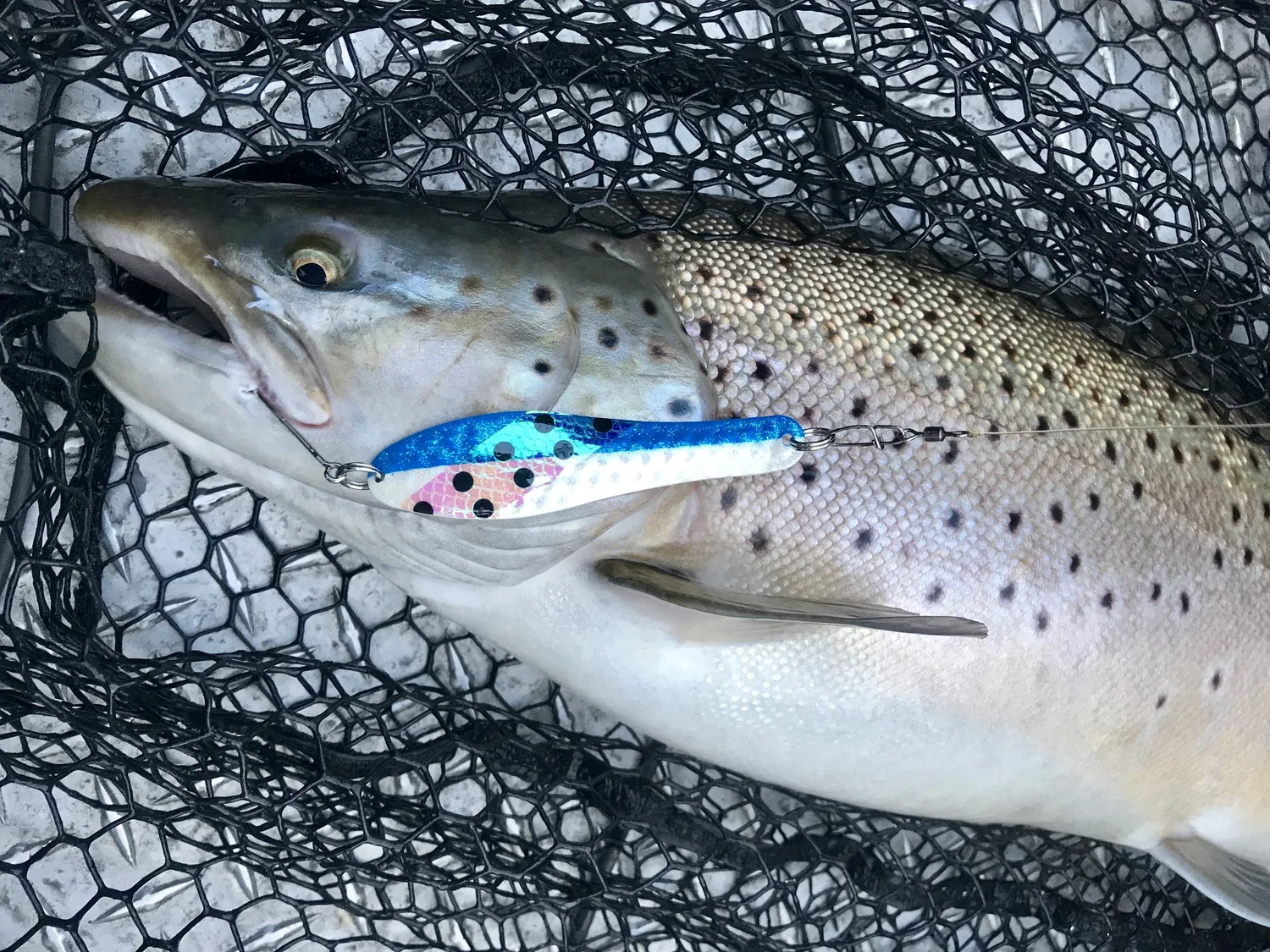 Rise Of The Trinidad Tackle Optimizer Spoon Jeff Goodwin Fishing