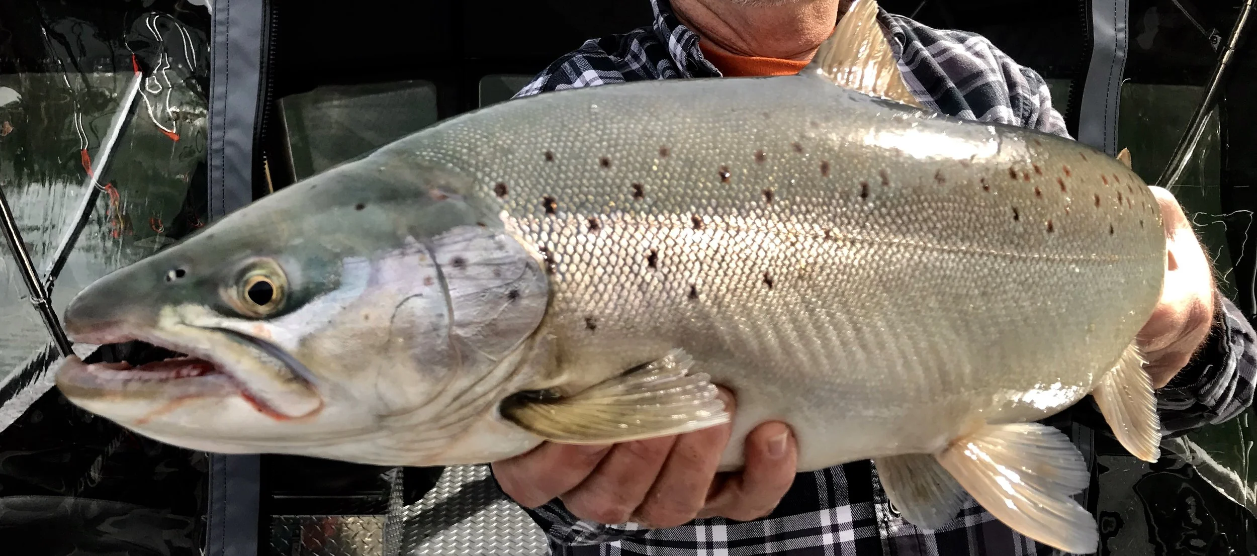 Shasta Lake brown trout fishing going strong!