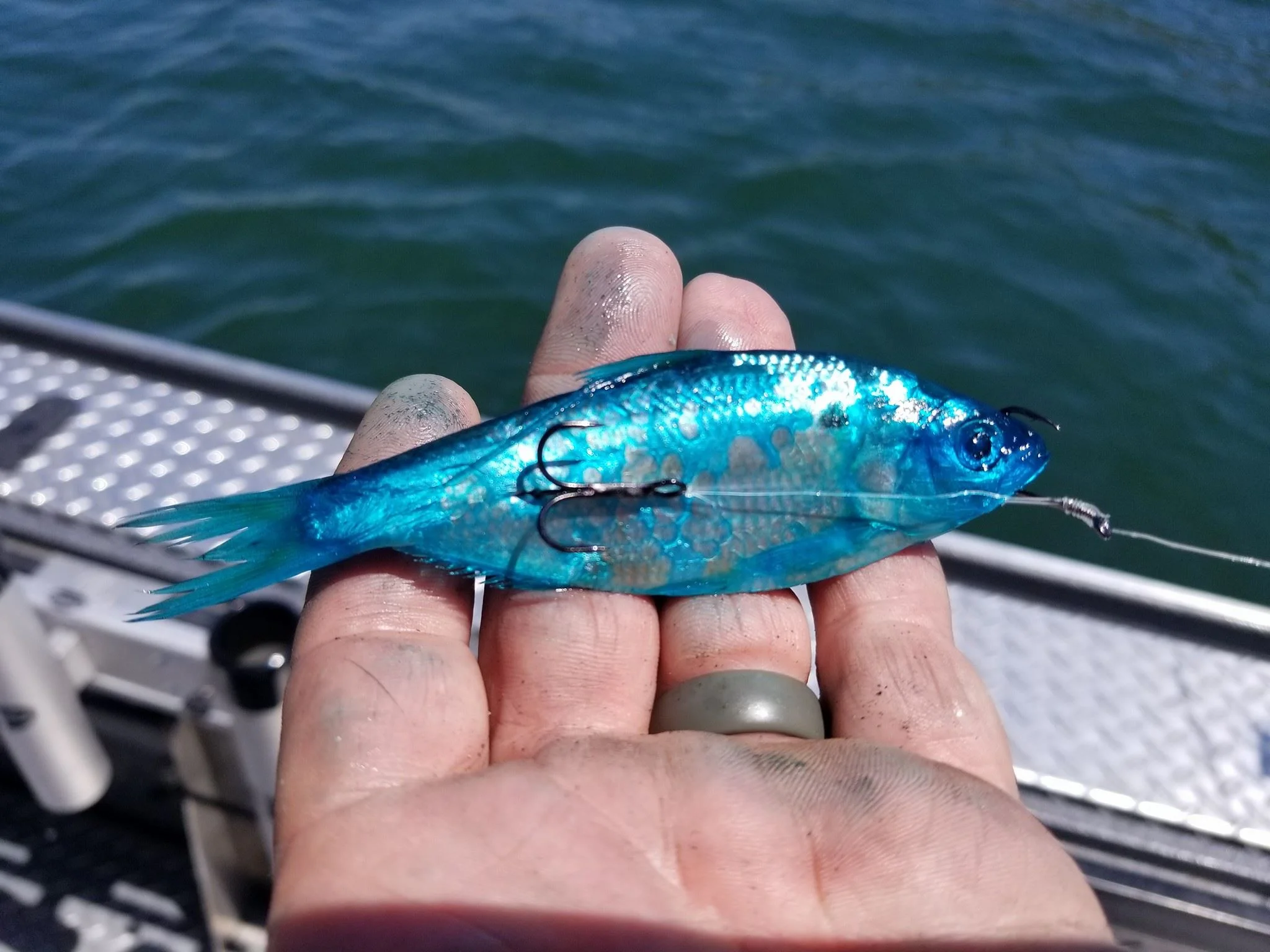 Blue Pautzke Fire Brine cured Shad rolled off a downrigger in May, June, and July is a deadly presentation for catching big Shasta Lake trout.