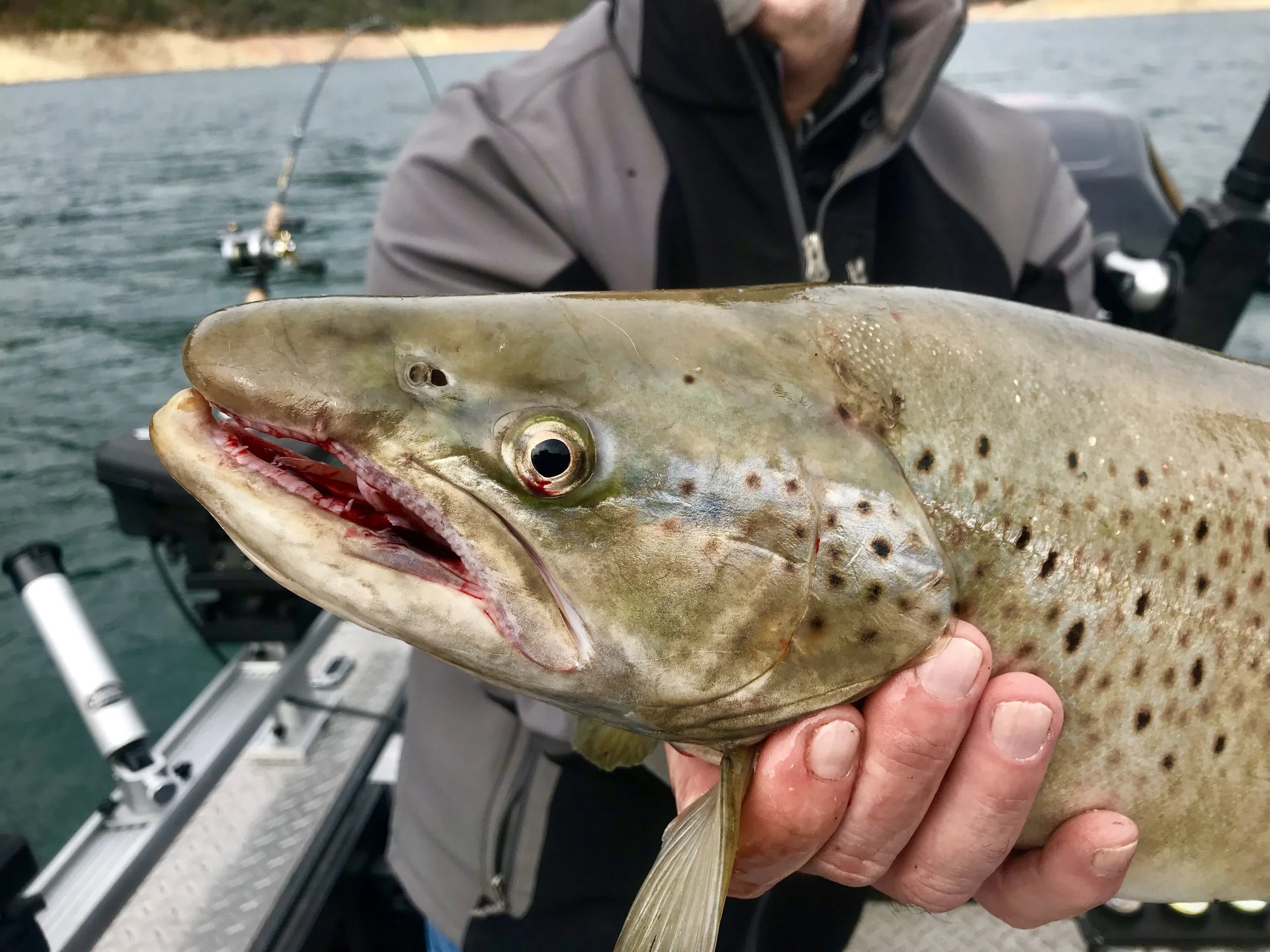 Big trout tactics for Shasta Lake.