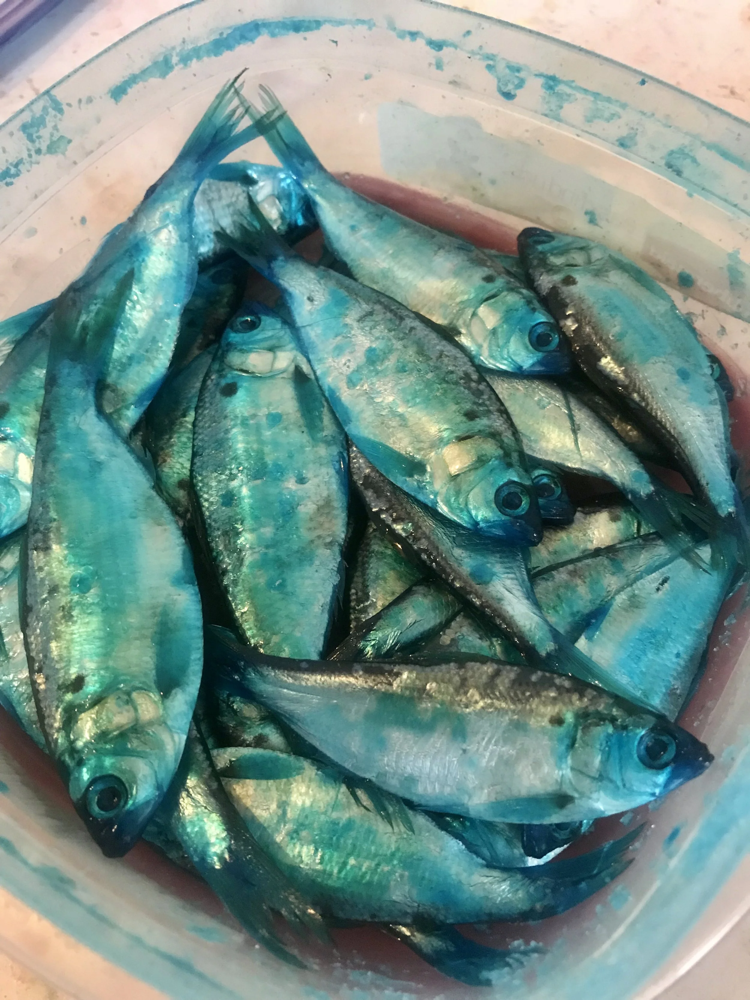 Blue Pautzke Fire Brine/Dye is my favorite for Shasta Lake, but natural and chartreuse are good producers as well.
