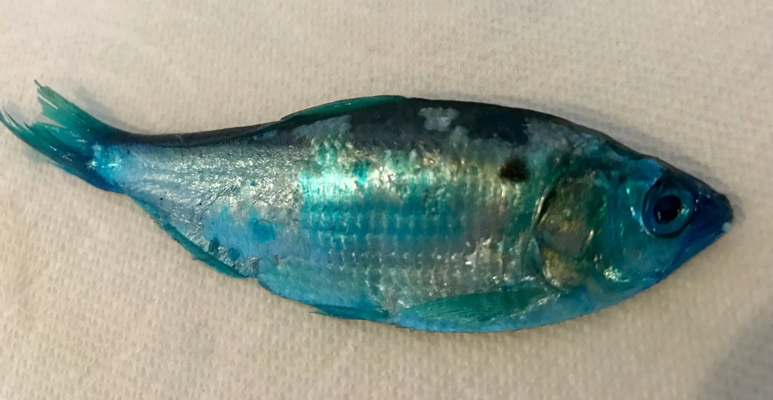 Shasta Lake Fire Brine Shad!