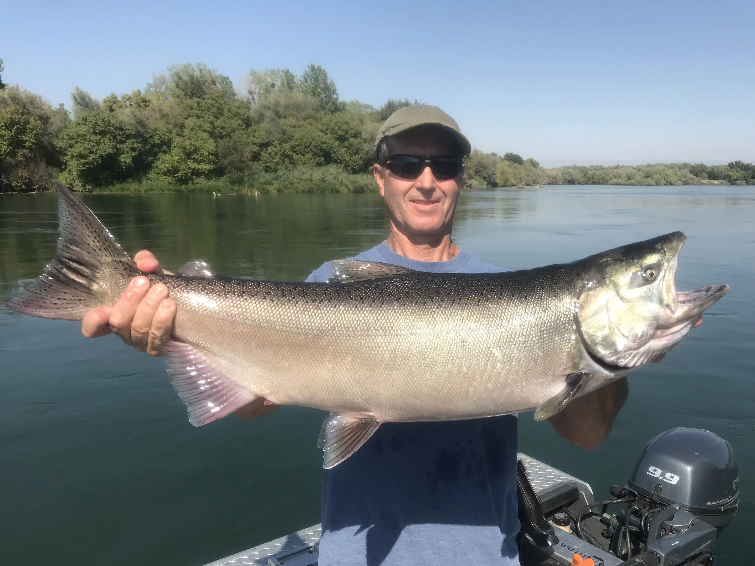 Sacramento River salmon are here!
