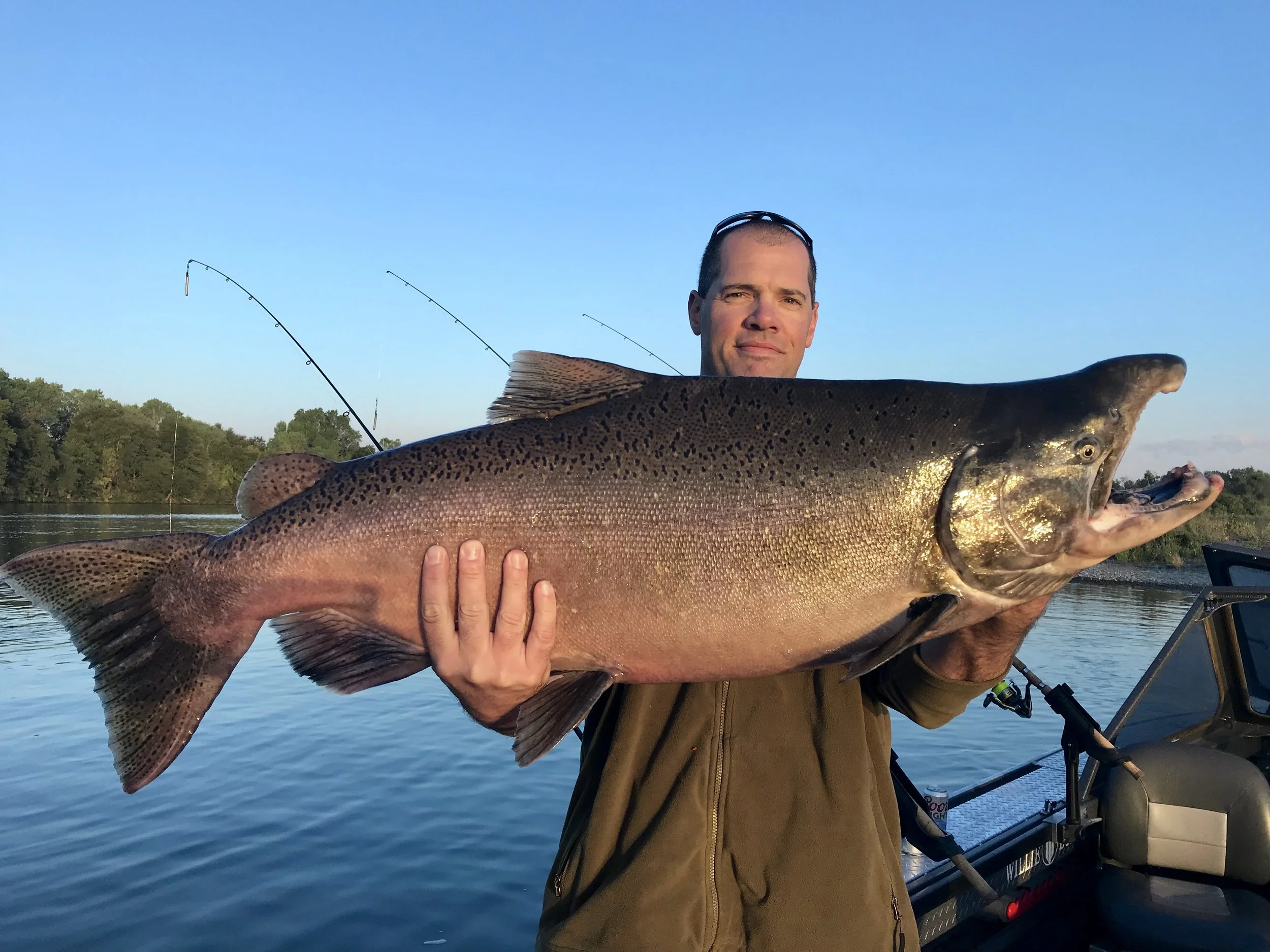Strong run for 2018 Sacramento River King salmon. 
