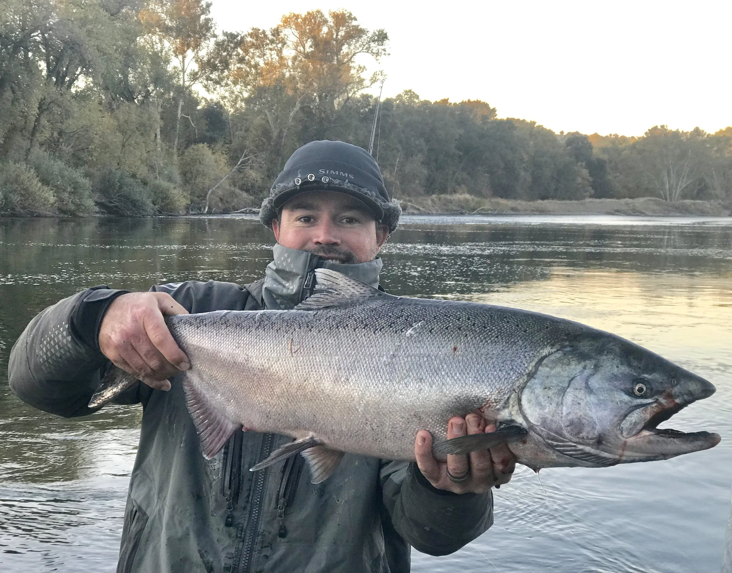 Sac River Late Fall King salmon is fishing wide open! 