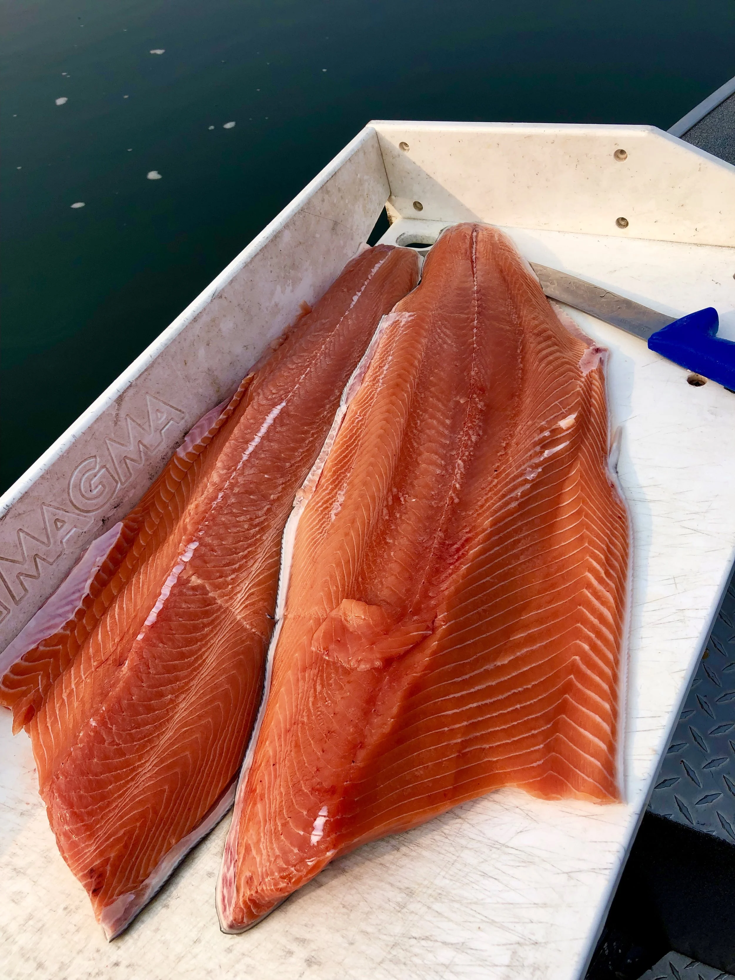 We’re seeing ocean fresh fillets from these bright King salmon!