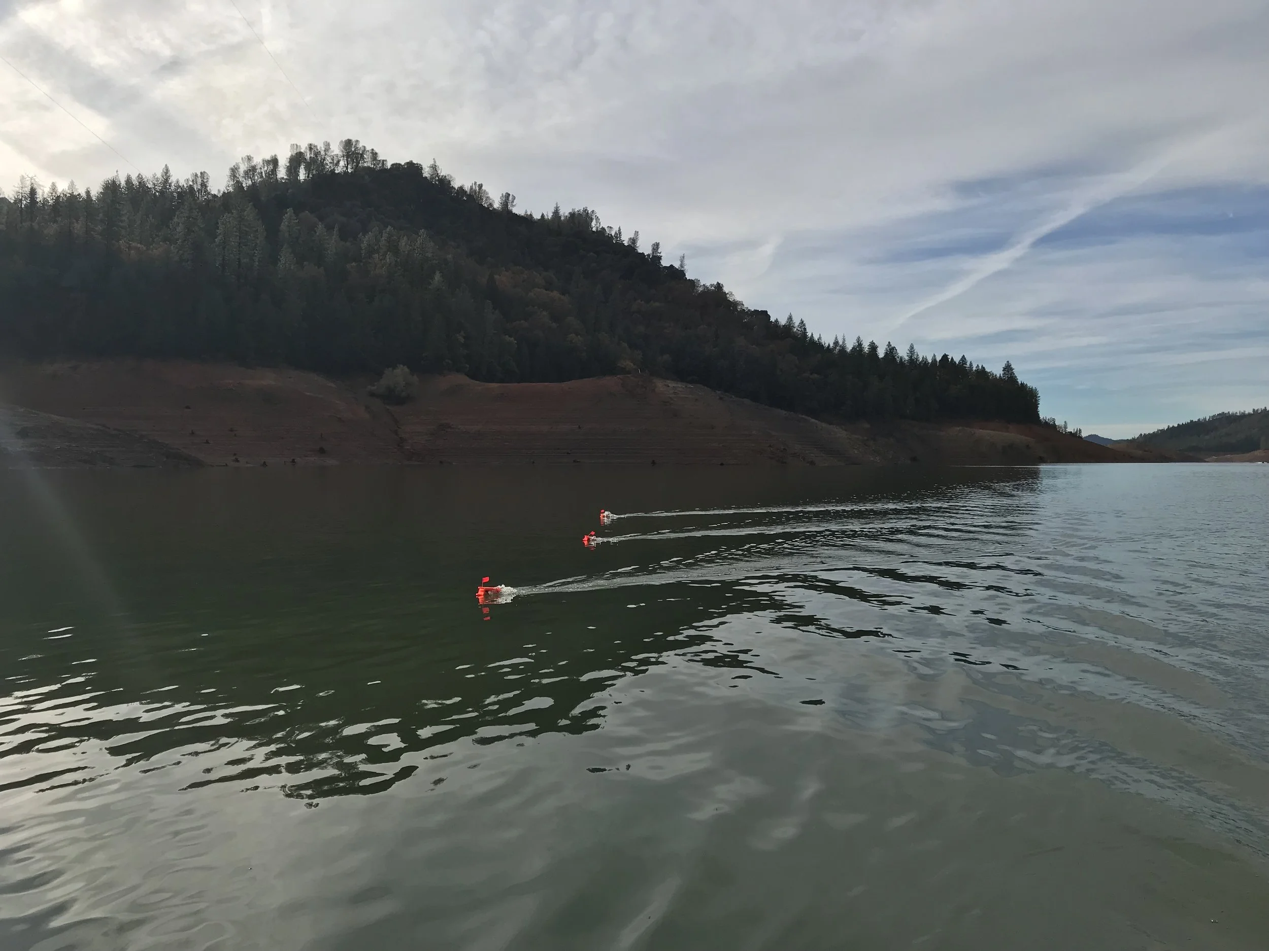 Shasta Lake browns are back on the bite!