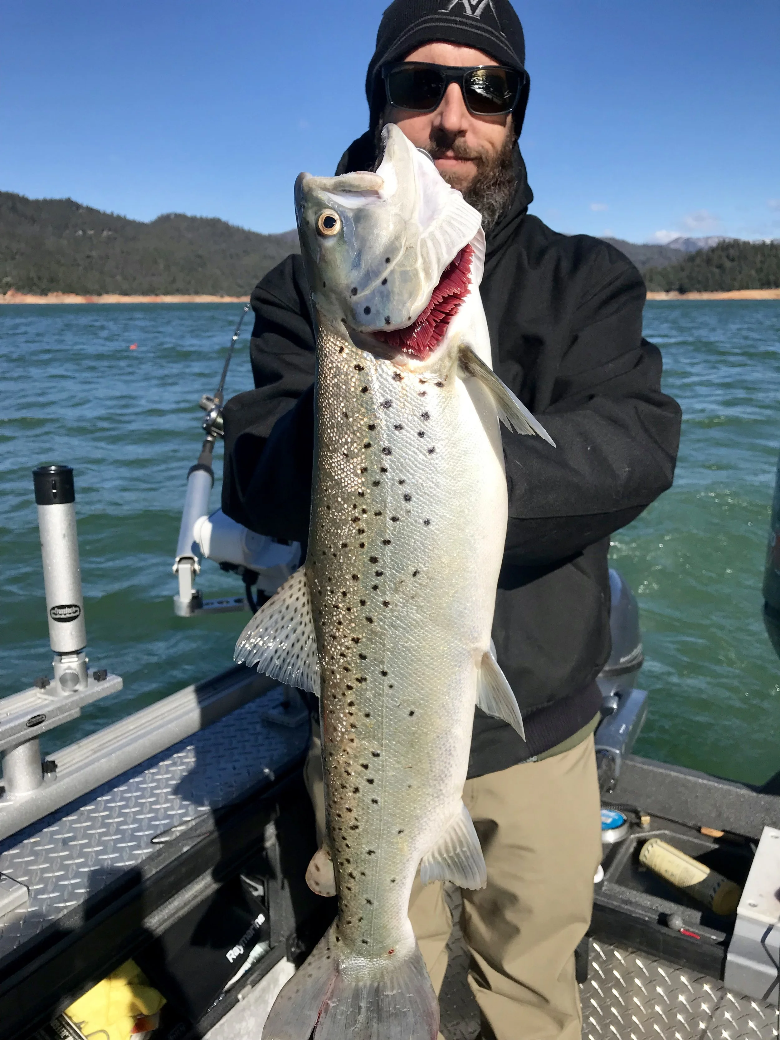2019 8+ pound Shasta Lake brown trout caught last week by Matt Coppens of Chico, Ca.