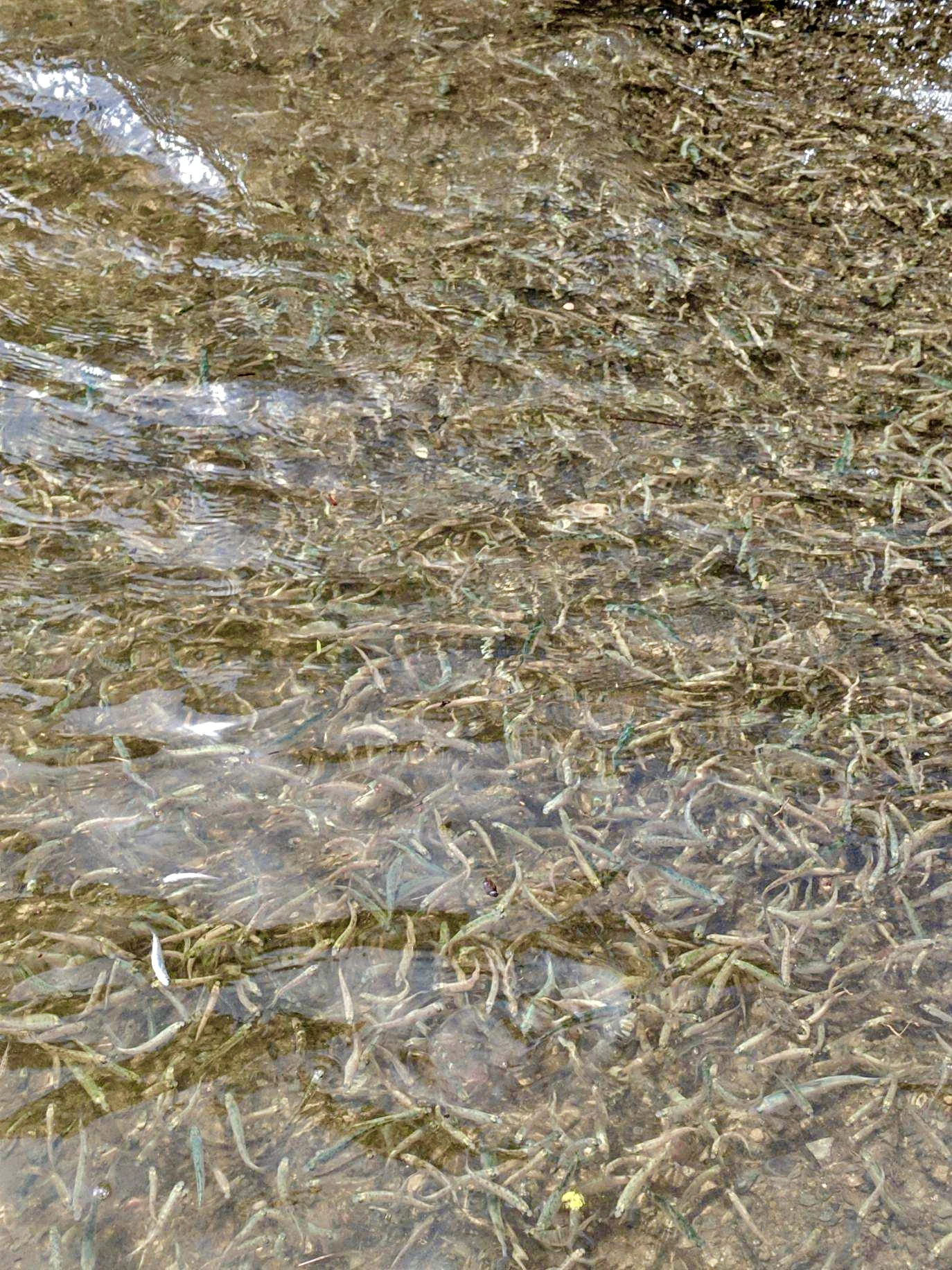 Shasta lake receives Kokanee salmon plant!