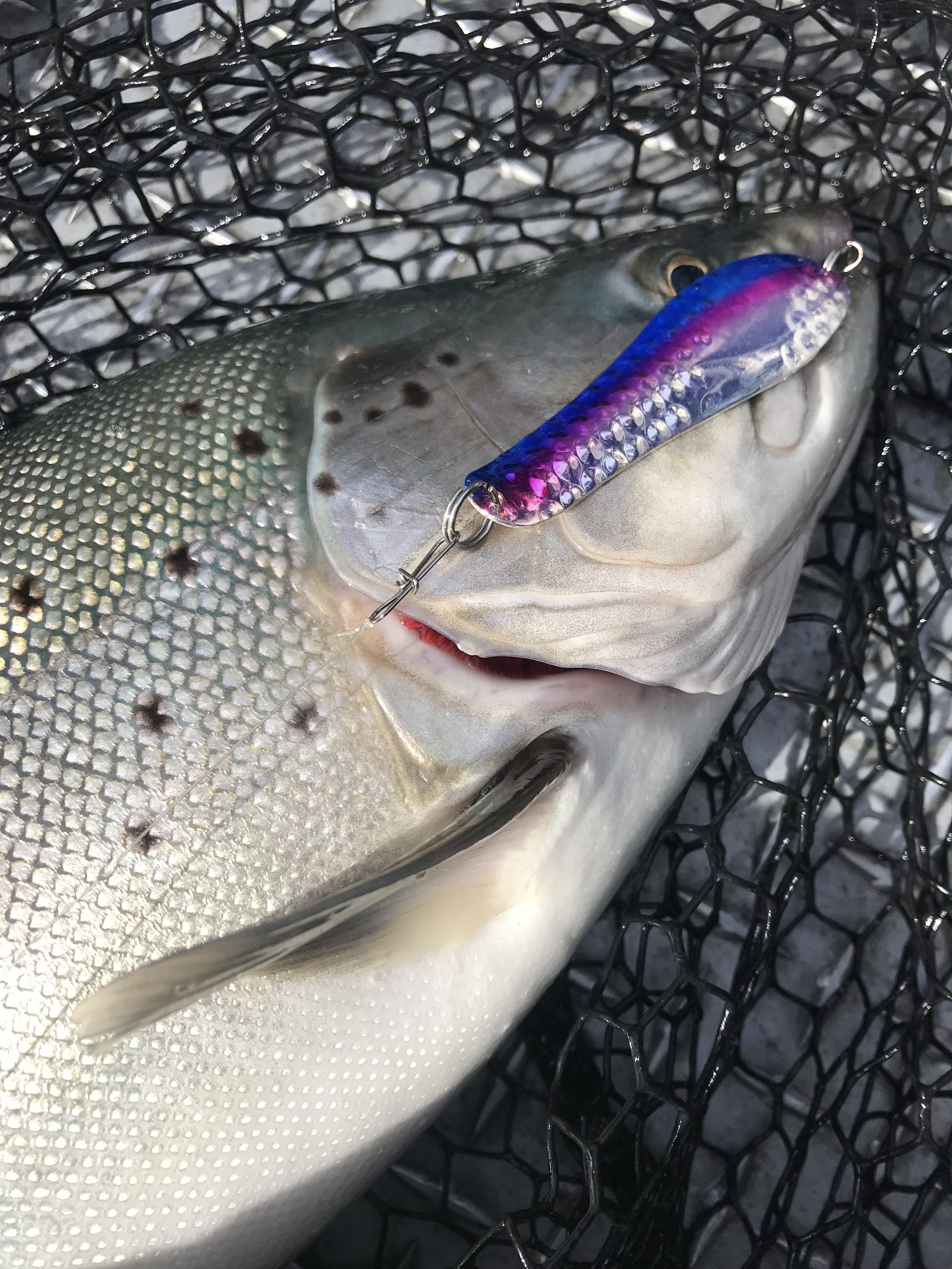 Shasta Lake summer trout fishing. — Jeff Goodwin Fishing
