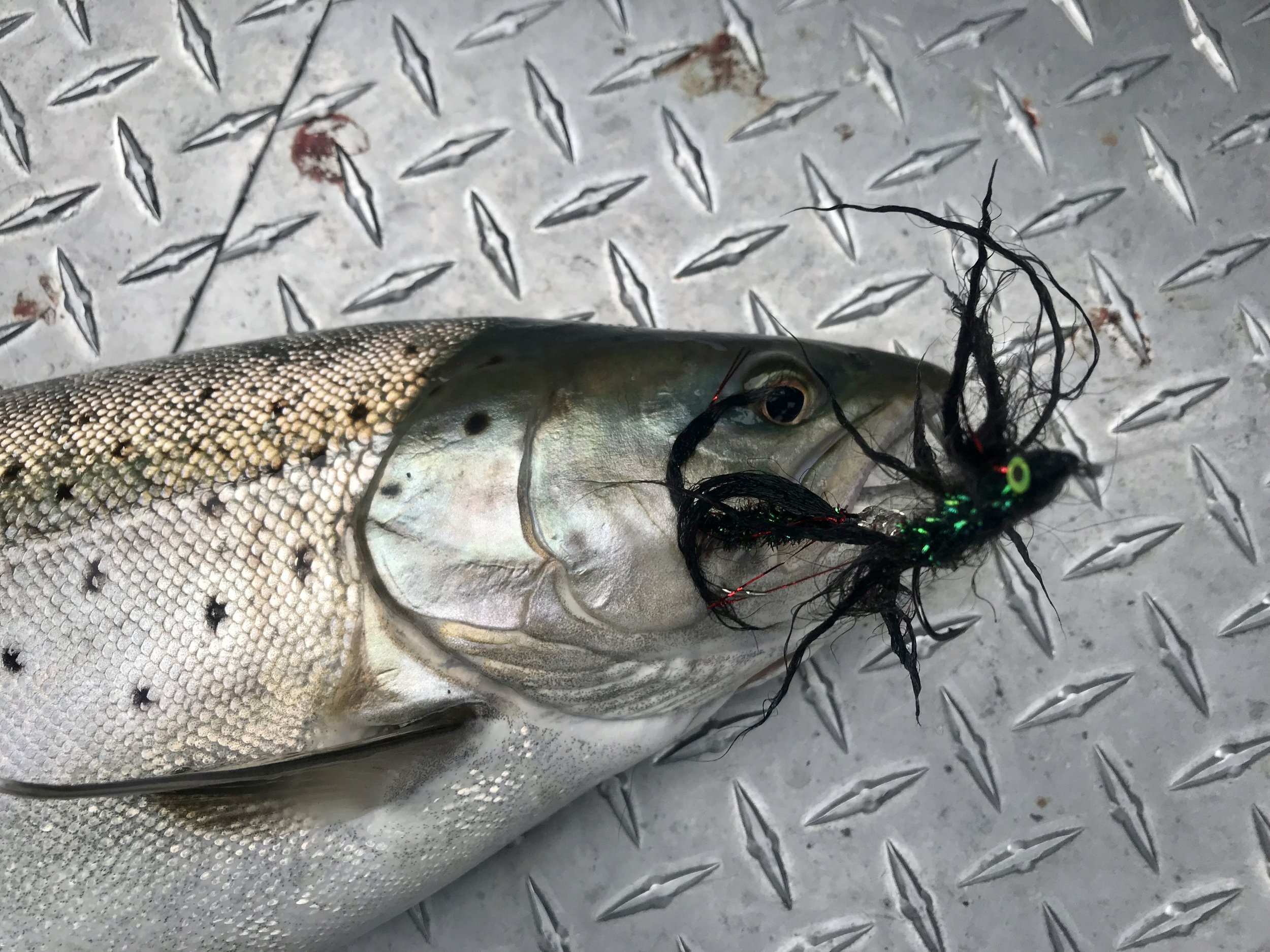 Arctic Fox Trolling Flies are a great presentation when stealth is required to get strikes from big, weary browns and rainbows.