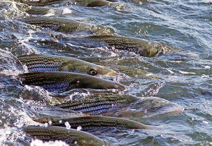 Sacramento River Striper Fishing — Jeff Goodwin Fishing