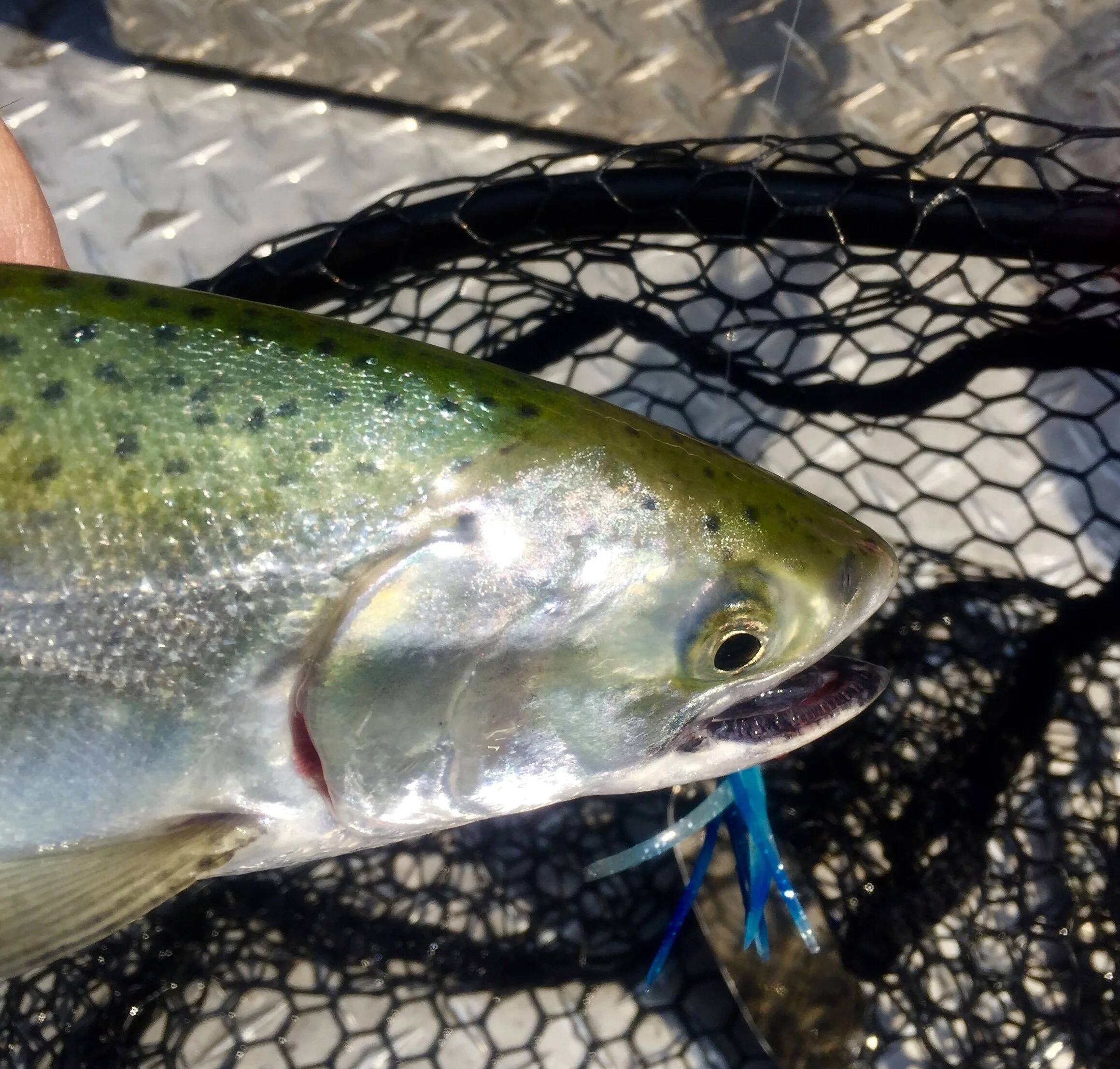 Shasta Lake King Salmon Fishing