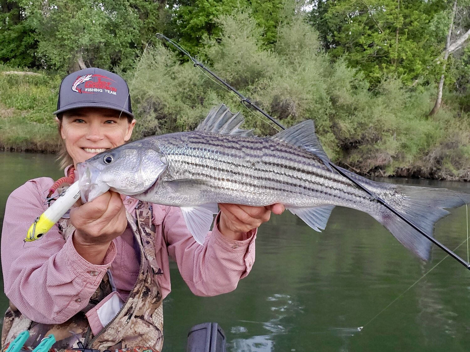 Sacramento River Striped bass fishing report. — Jeff Goodwin Fishing