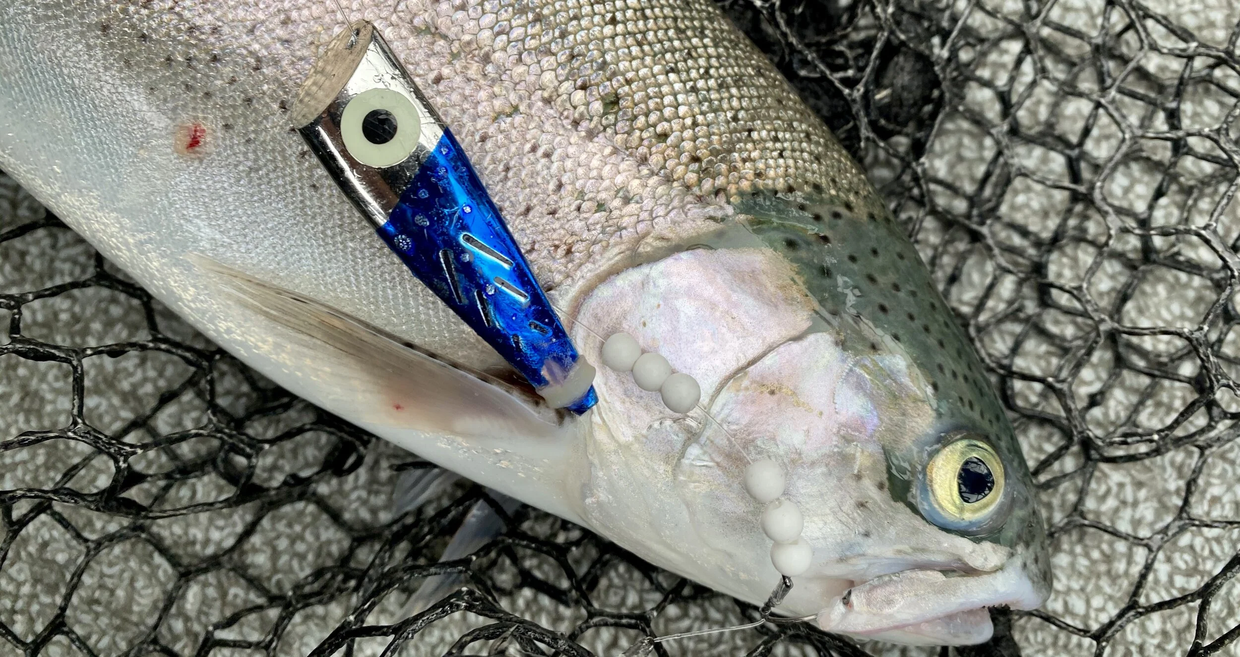 Shasta Lake Summer Trout and Salmon