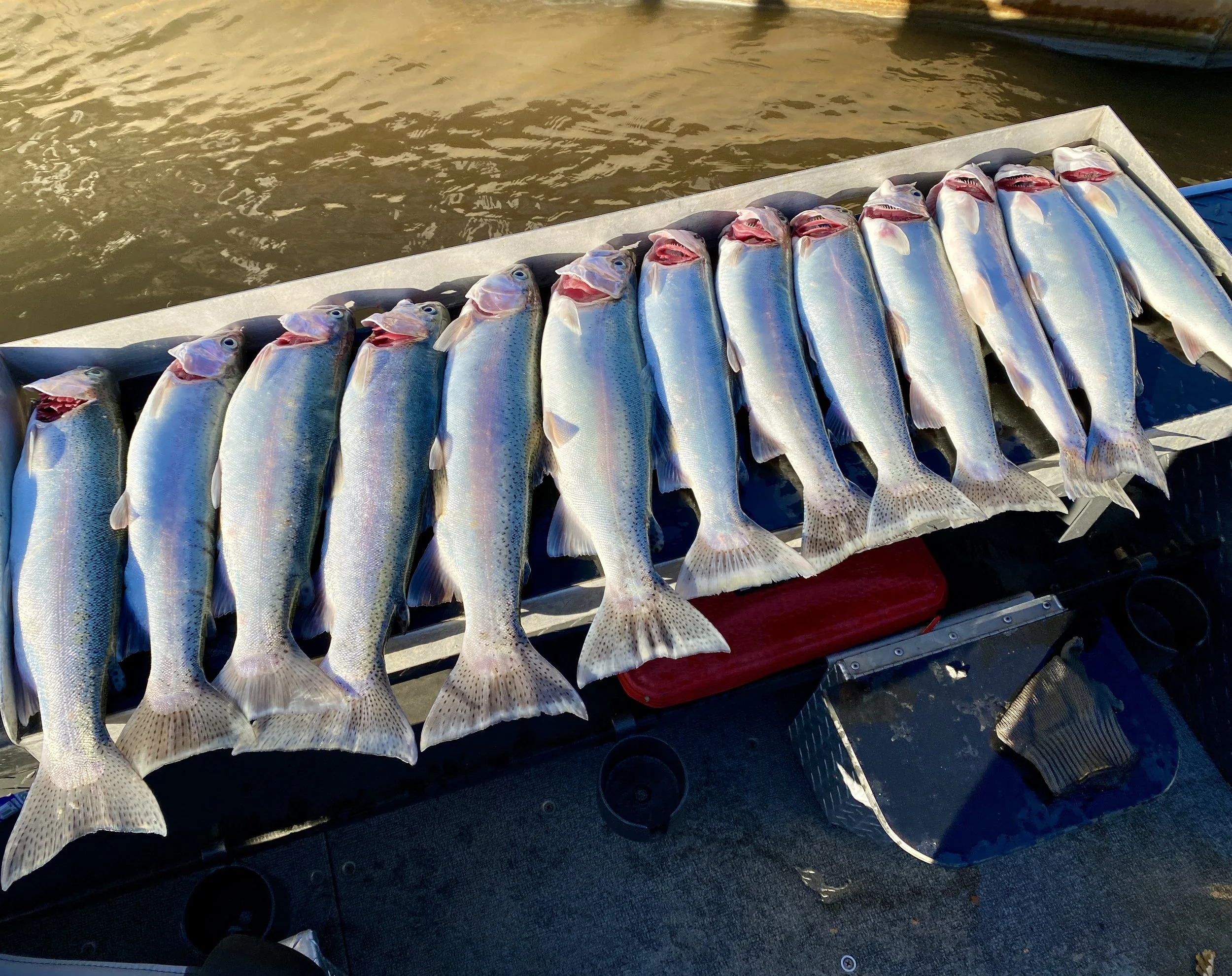Shasta Lake winter trout report!