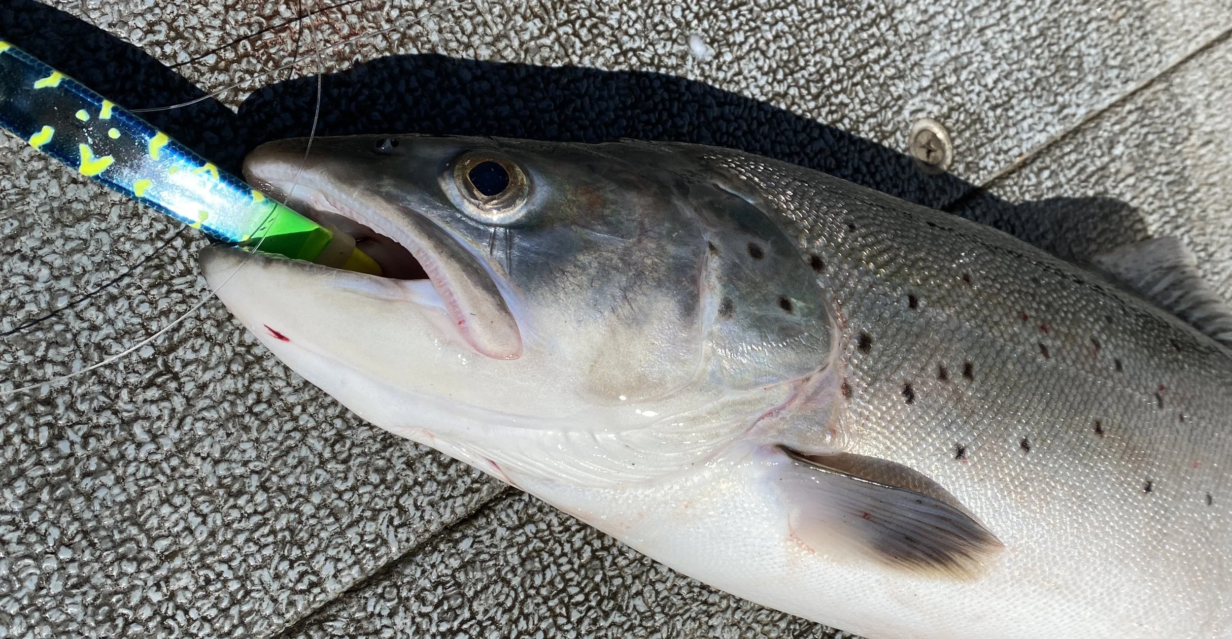 Fishing Shasta Lake in March
