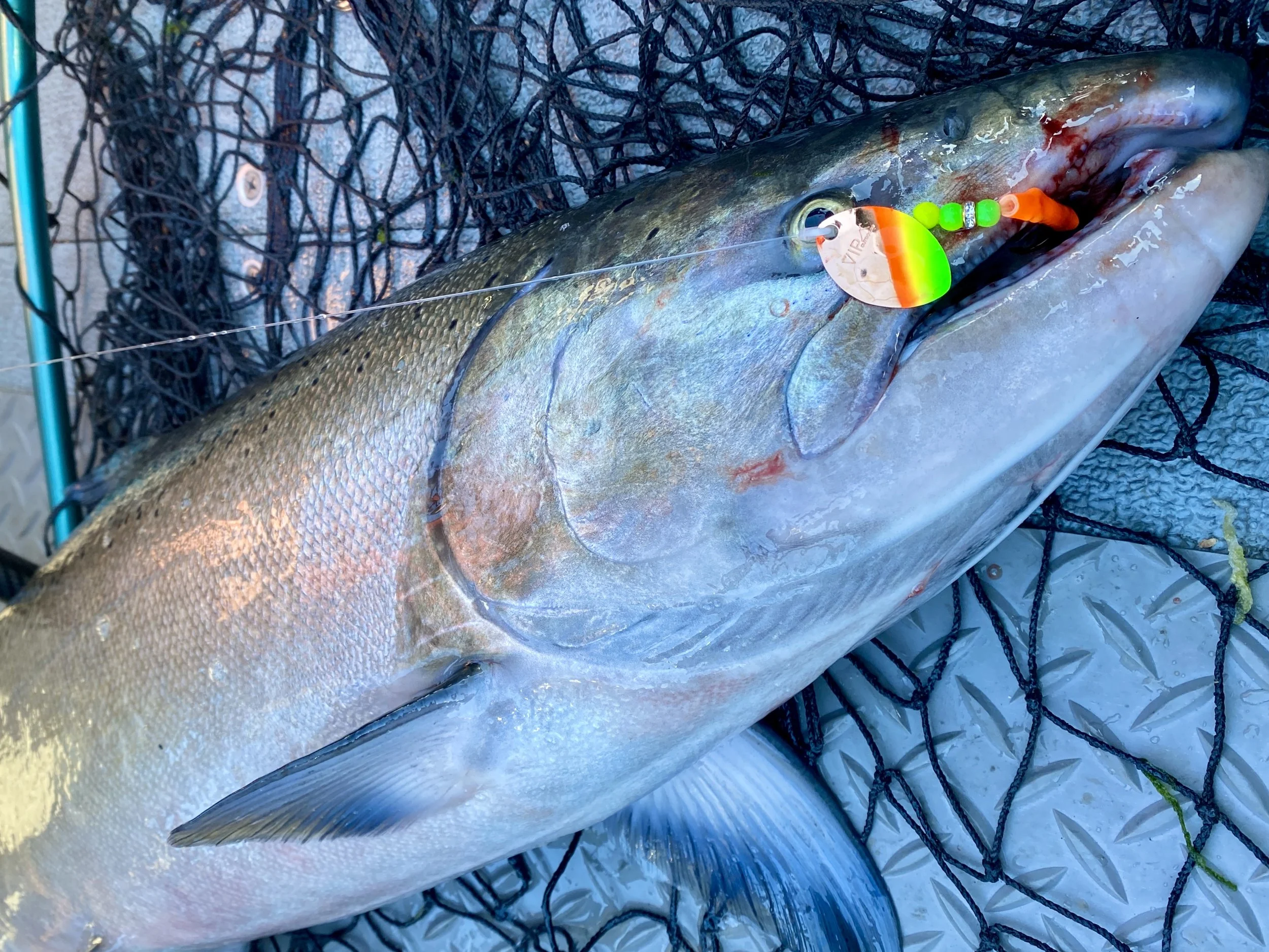 Sacramento River Fishing Report