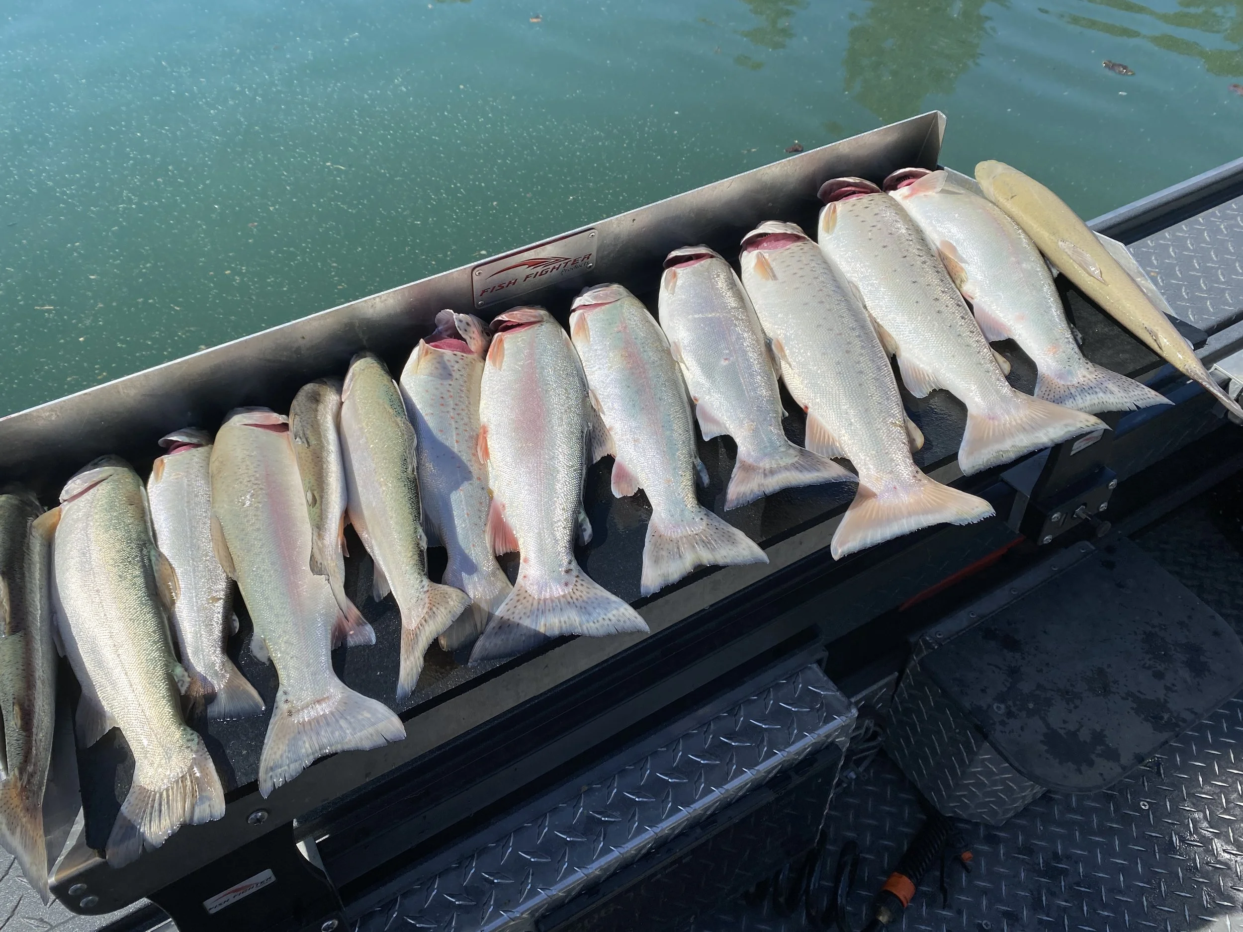 Shasta Lake Summer Trout/Salmon Fishing