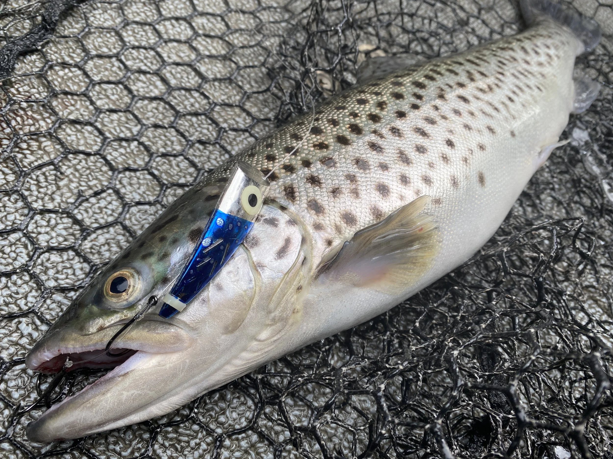 Shasta Lake Fishing Report