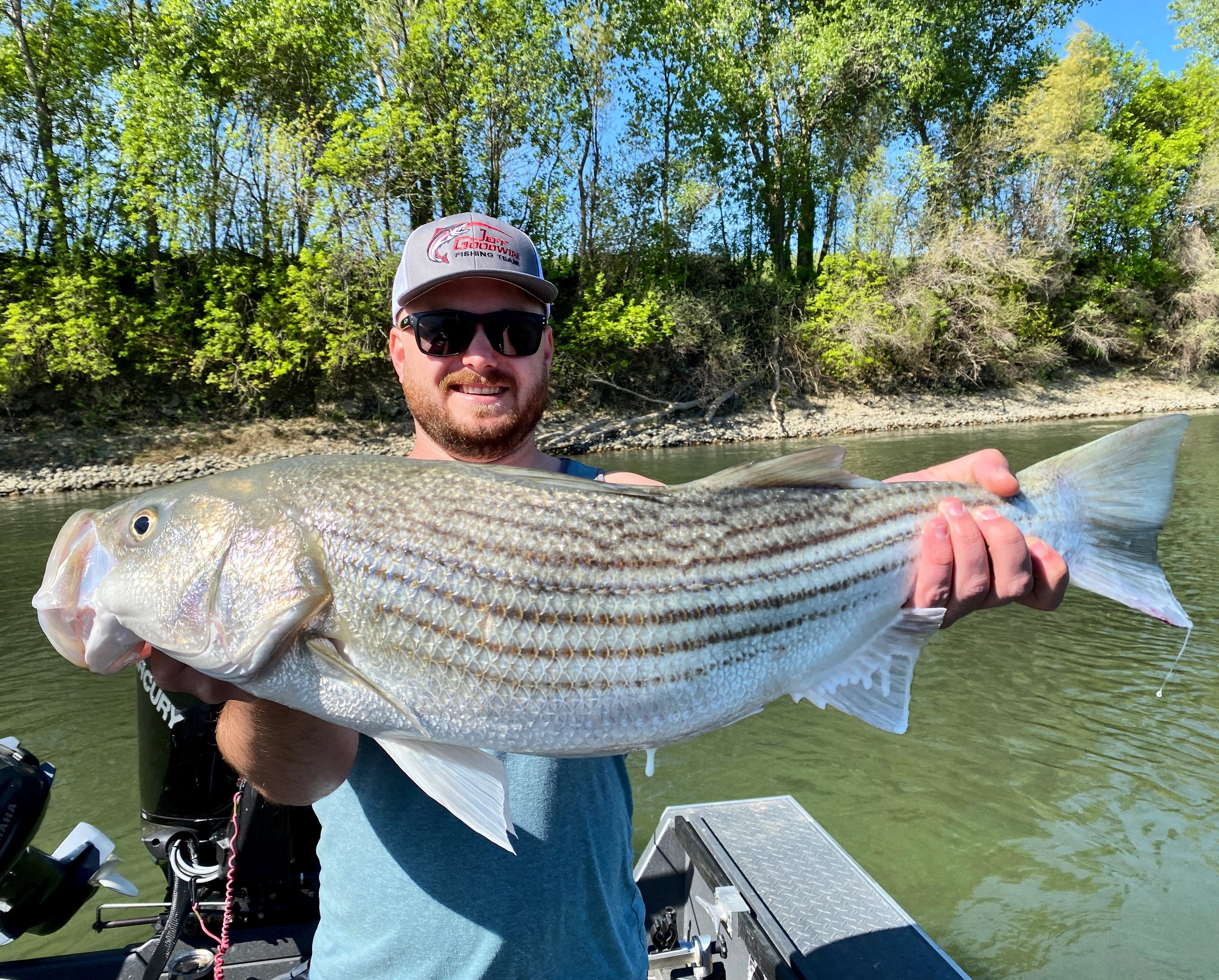 GIANT 48-Inch Striped Bass Caught on the Sacramento River - Active NorCal