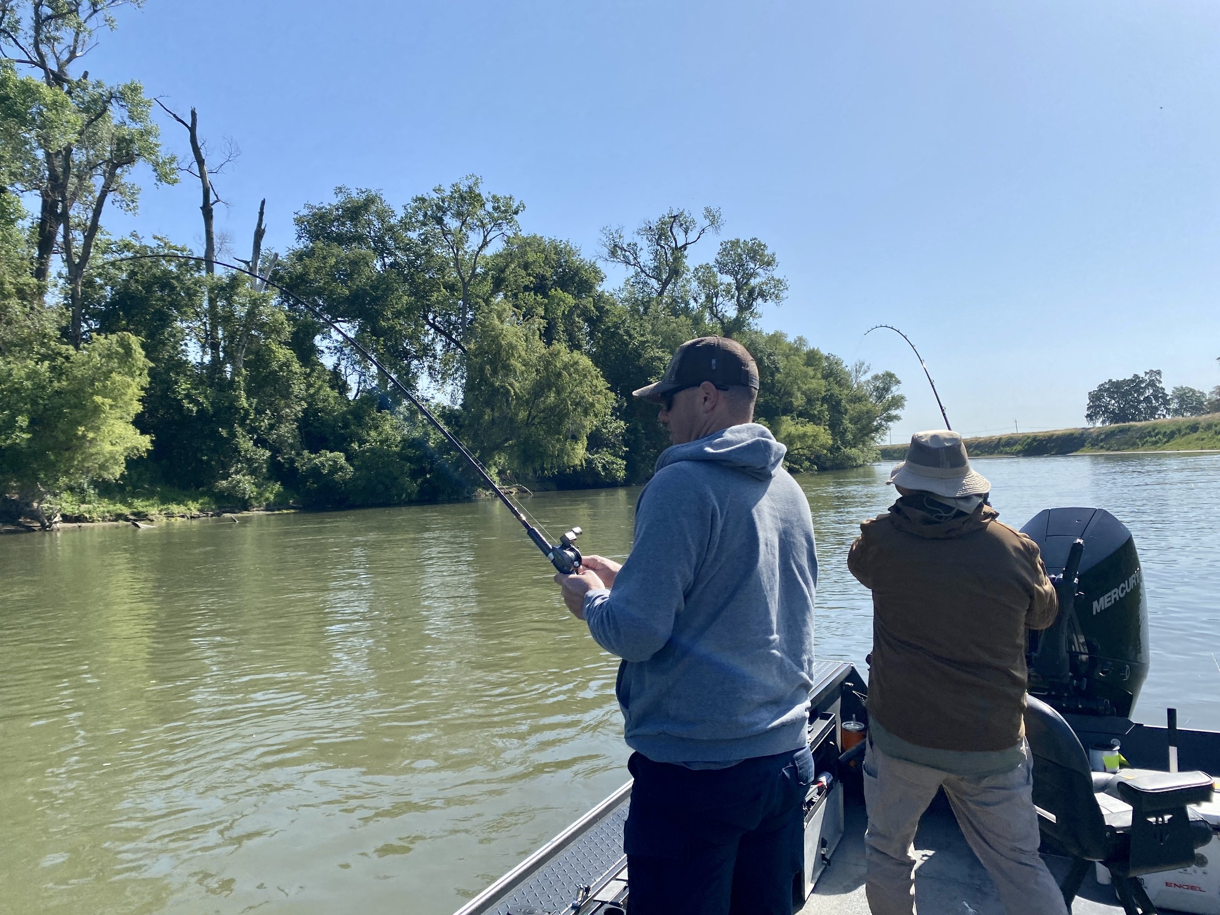 2023 Sacramento River Striped Bass Fishing Report! — Jeff Goodwin Fishing
