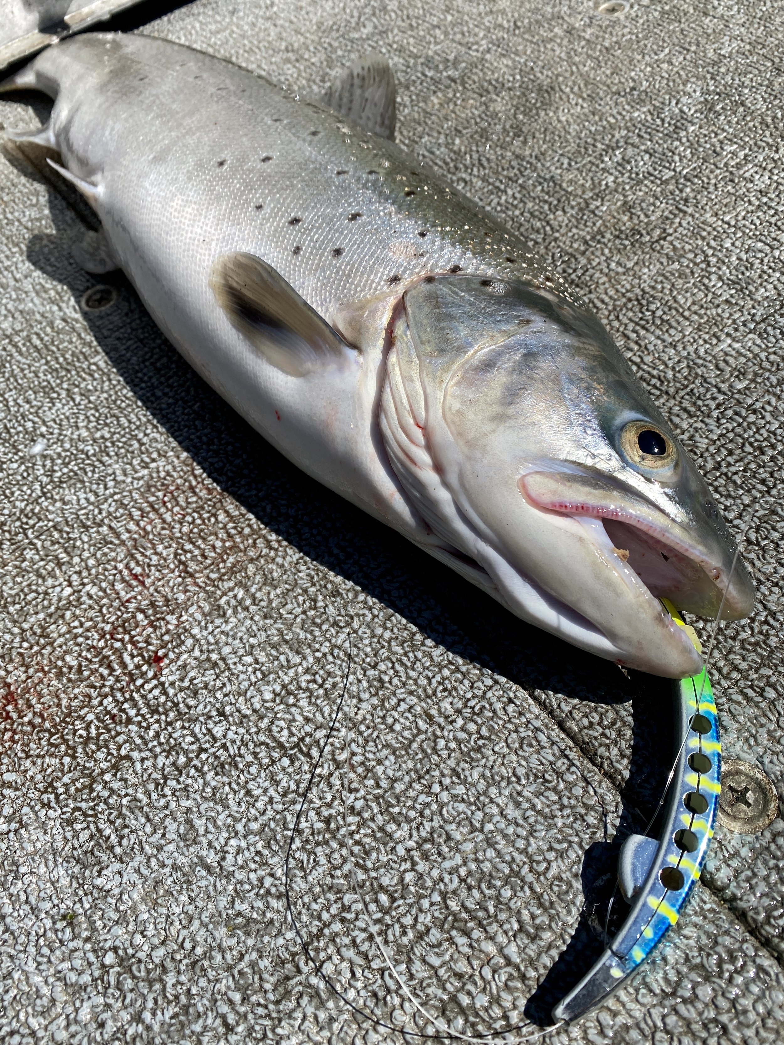 Big Rainbows This Month On Shasta Lake — Jeff Goodwin Fishing