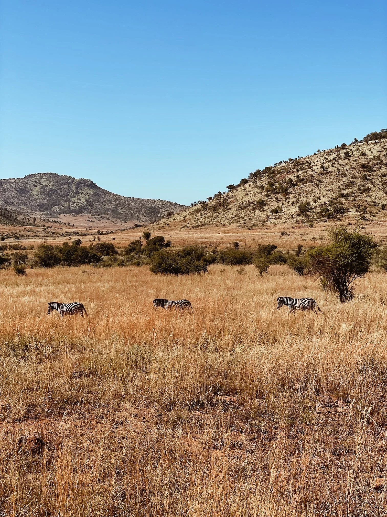 Pilanesberg National Park, South Africa
