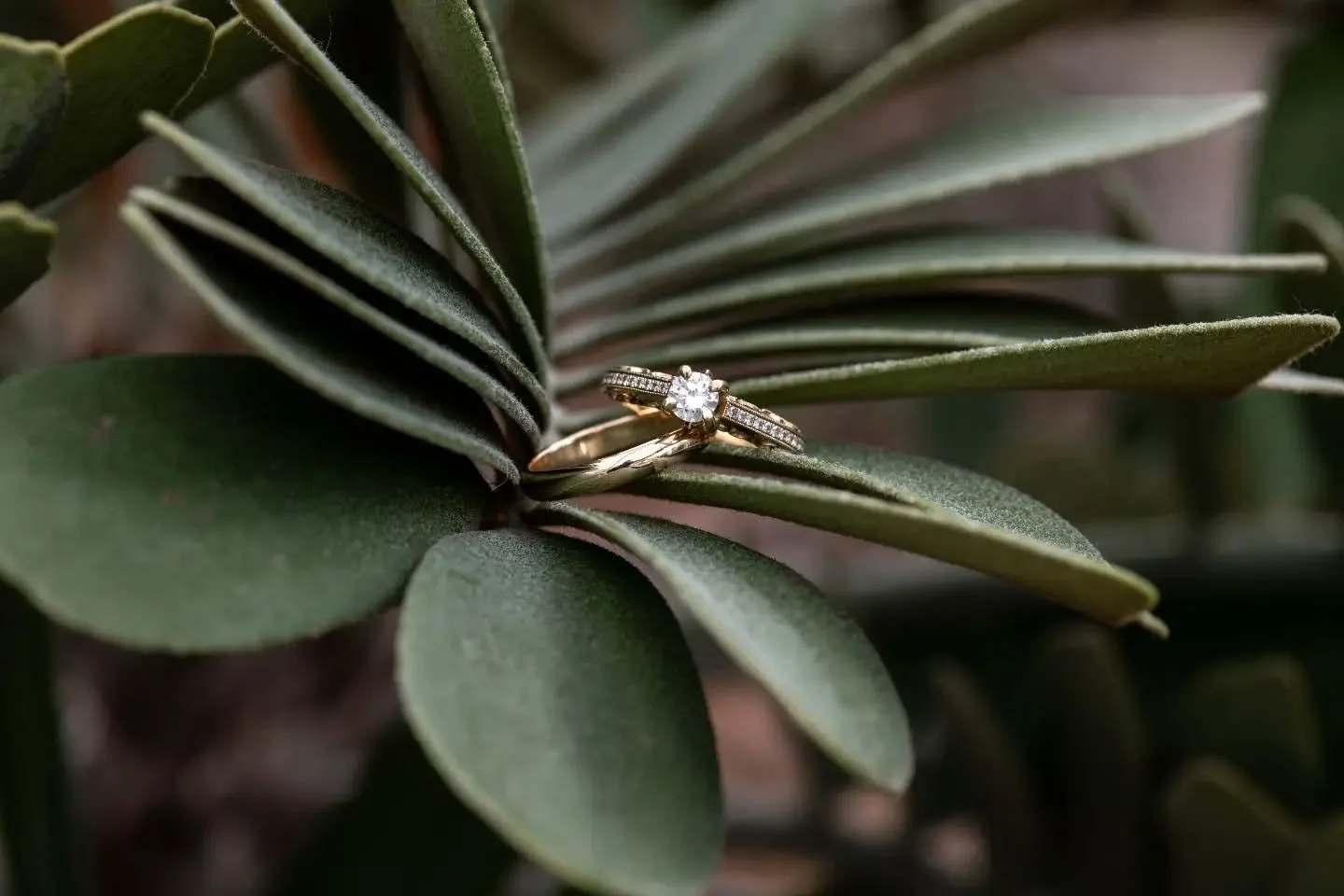 A little sparkle among the leaves ✨