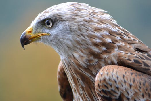 pexels-photo-187842 - falcon face.jpg