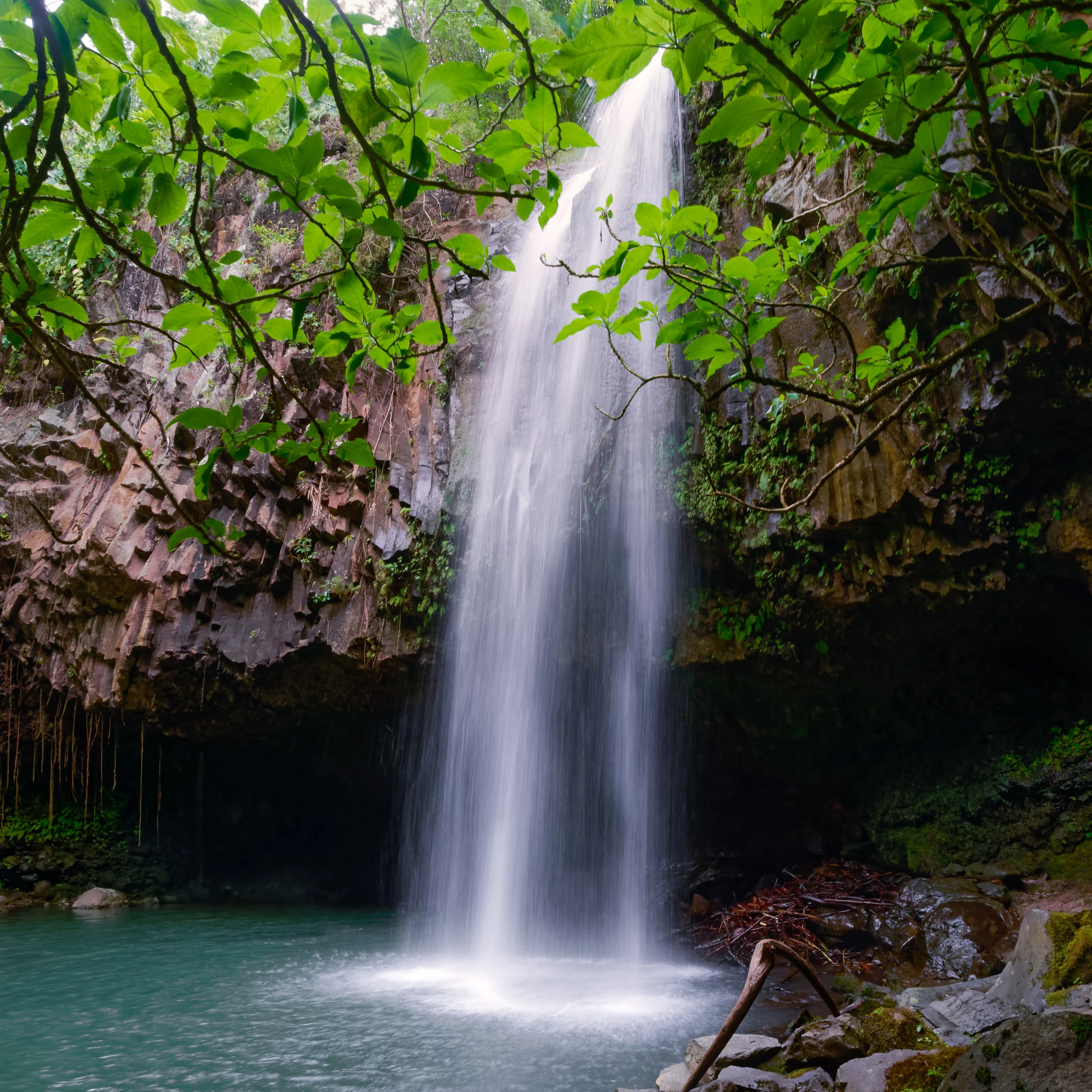 Delecate Decent_.jpg