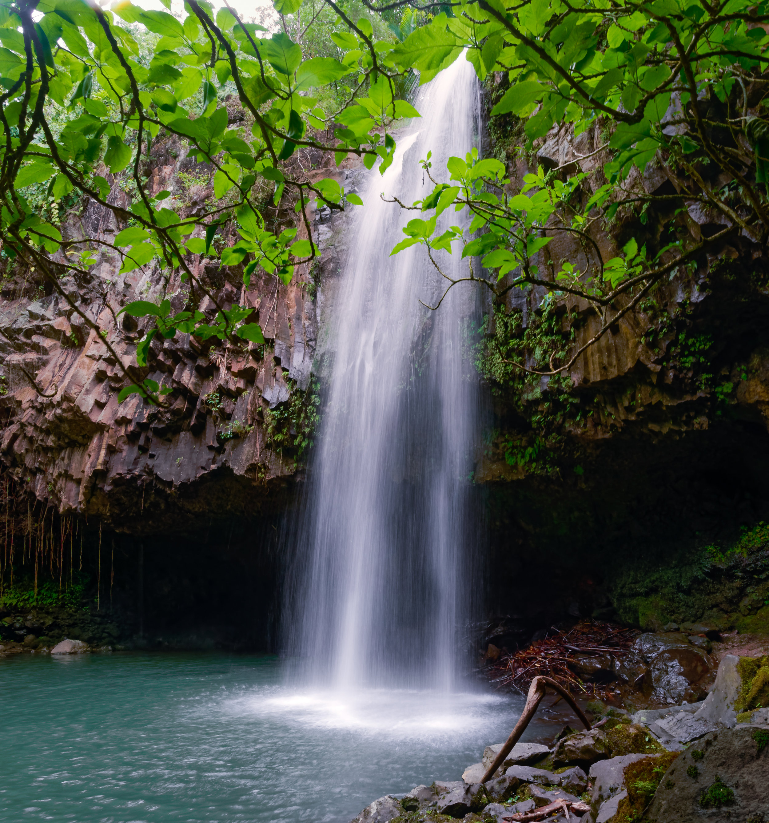 Delecate Decent_.jpg