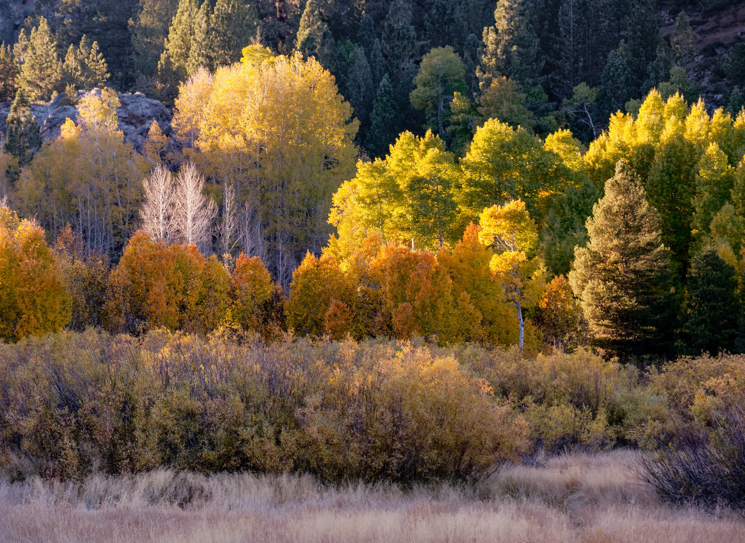 Dispersed Aspens.jpg